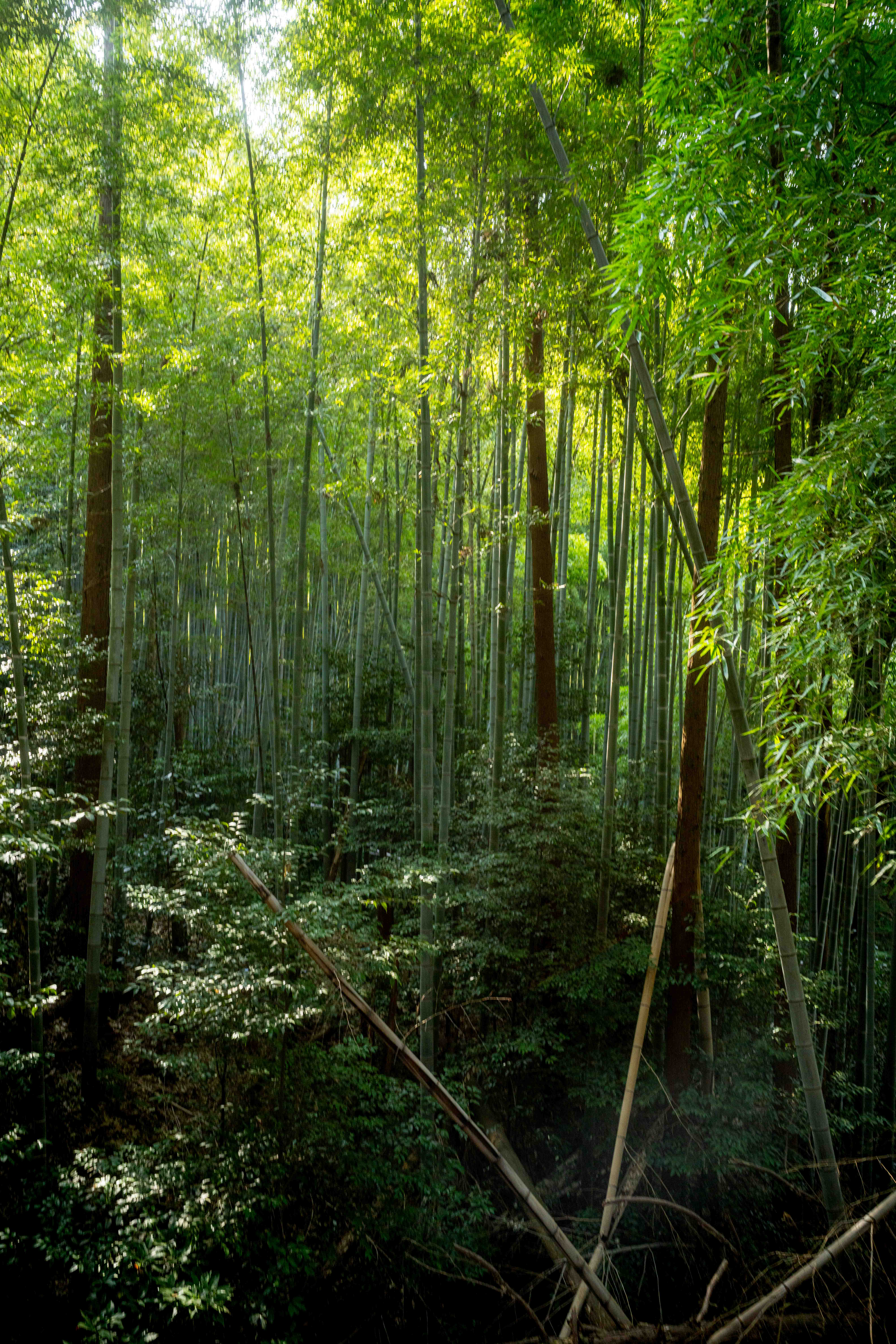 Photos from Tokyo and Kyoto, Japan, Spring 2026.