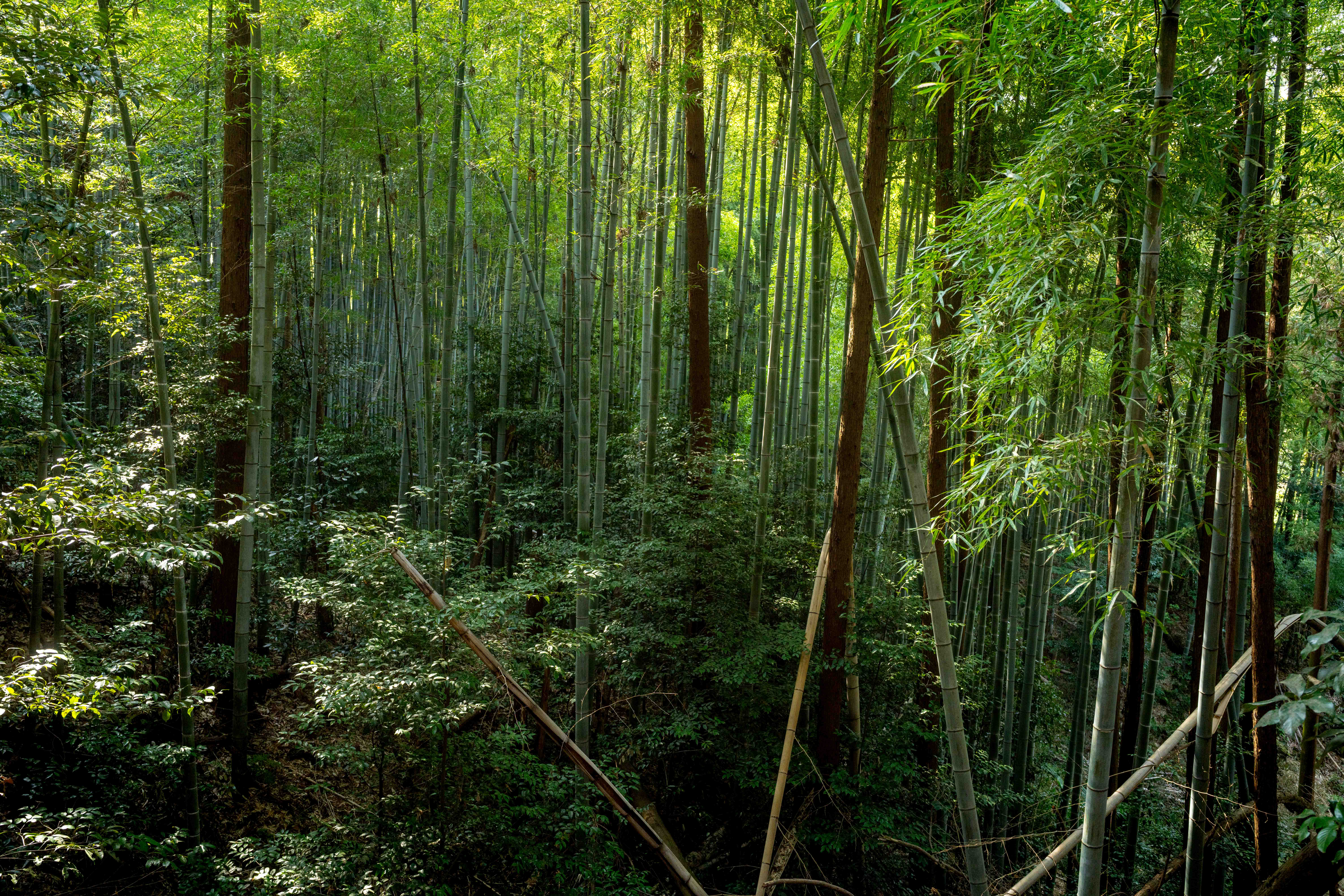 Photos from Tokyo and Kyoto, Japan, Spring 2026.