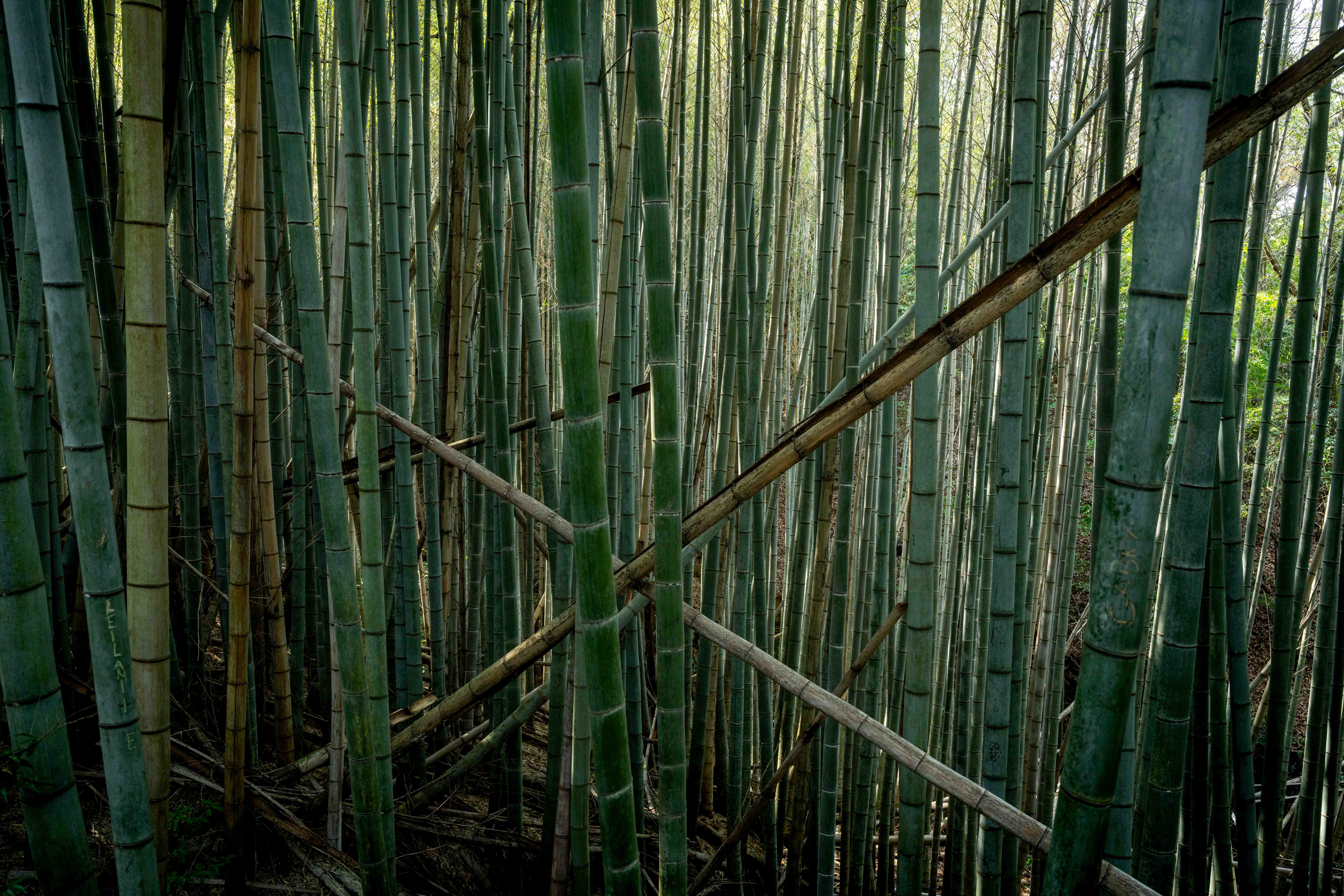 Photos from Tokyo and Kyoto, Japan, Spring 2026.