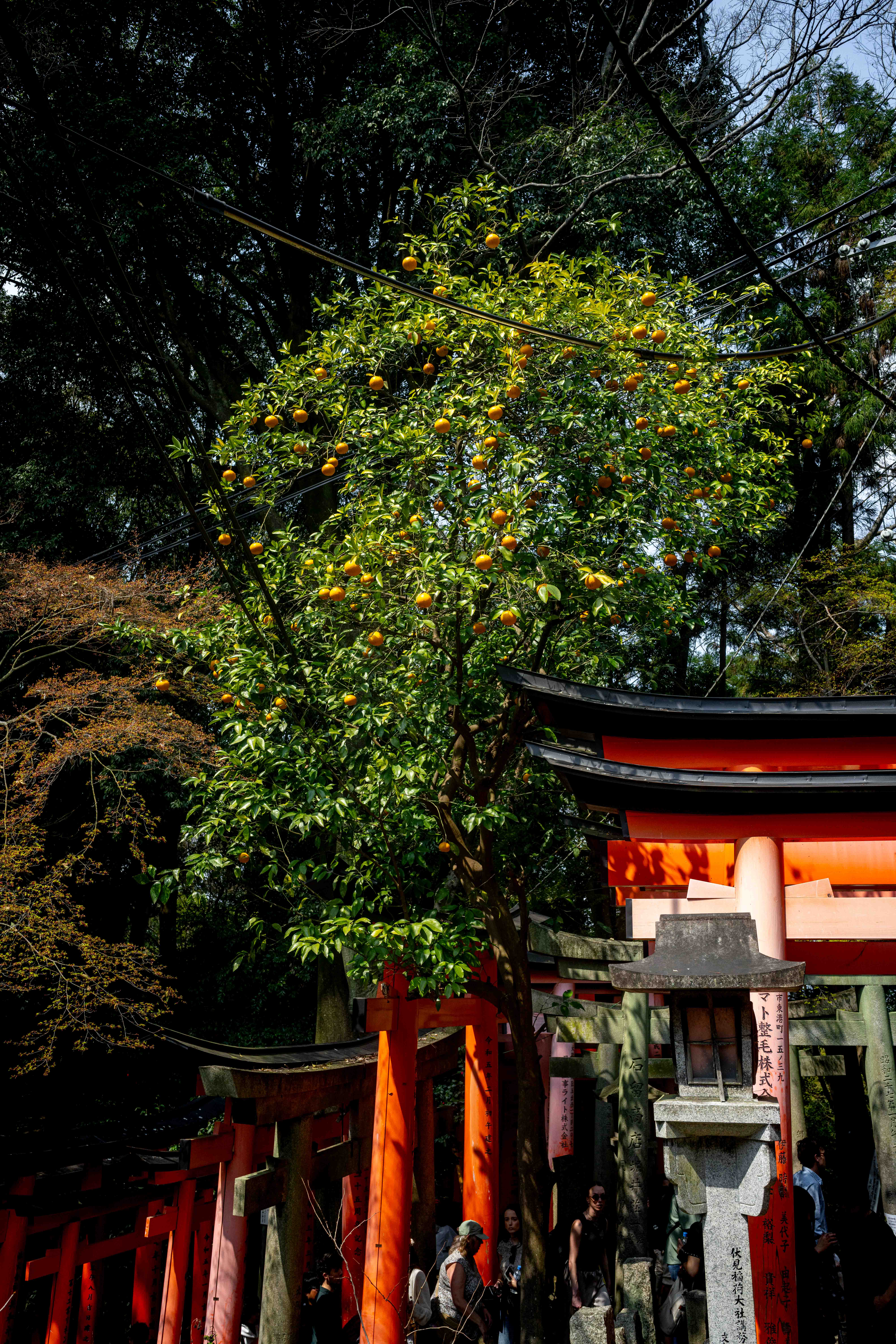 Photos from Tokyo and Kyoto, Japan, Spring 2026.