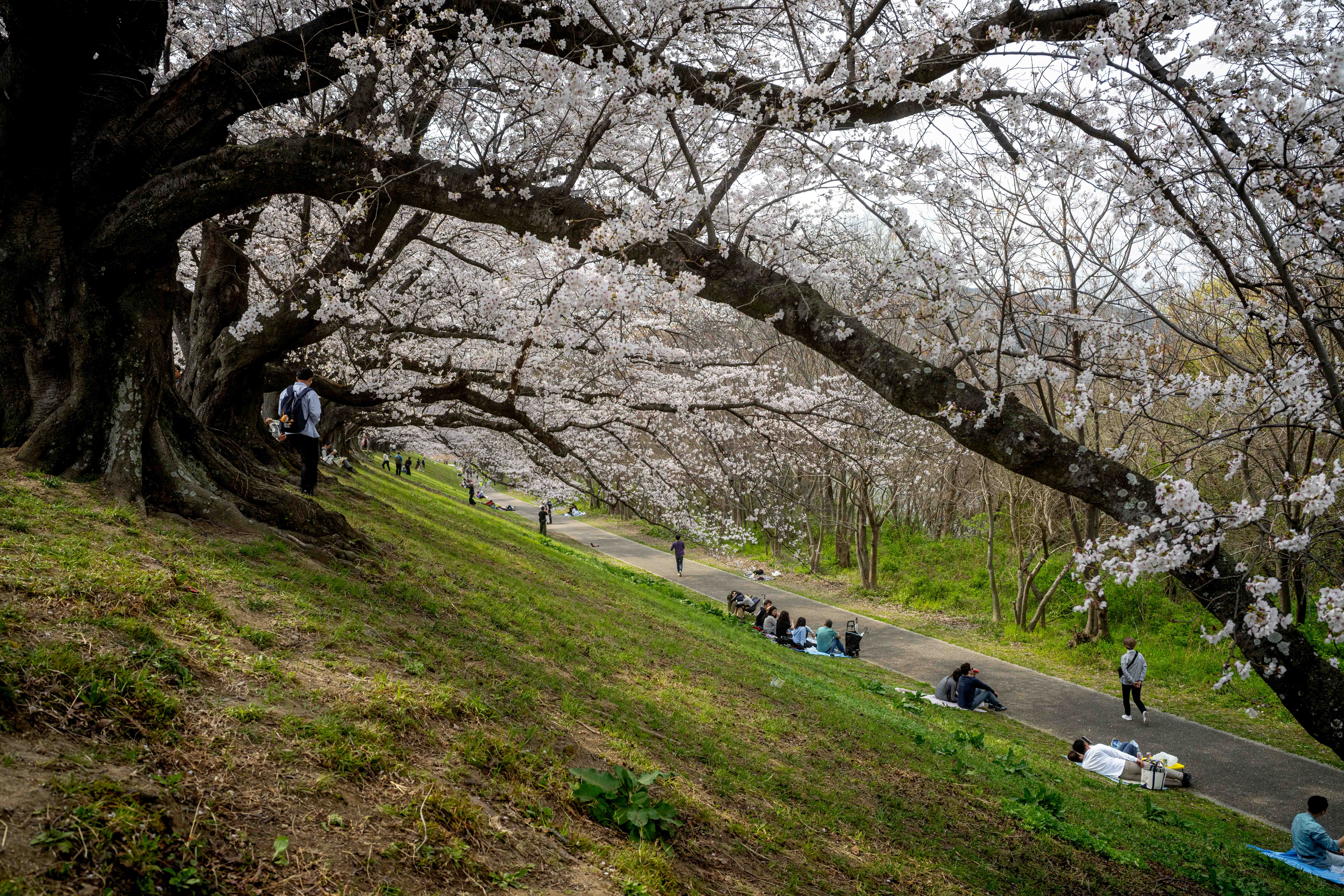 Photos from Tokyo and Kyoto, Japan, Spring 2026.
