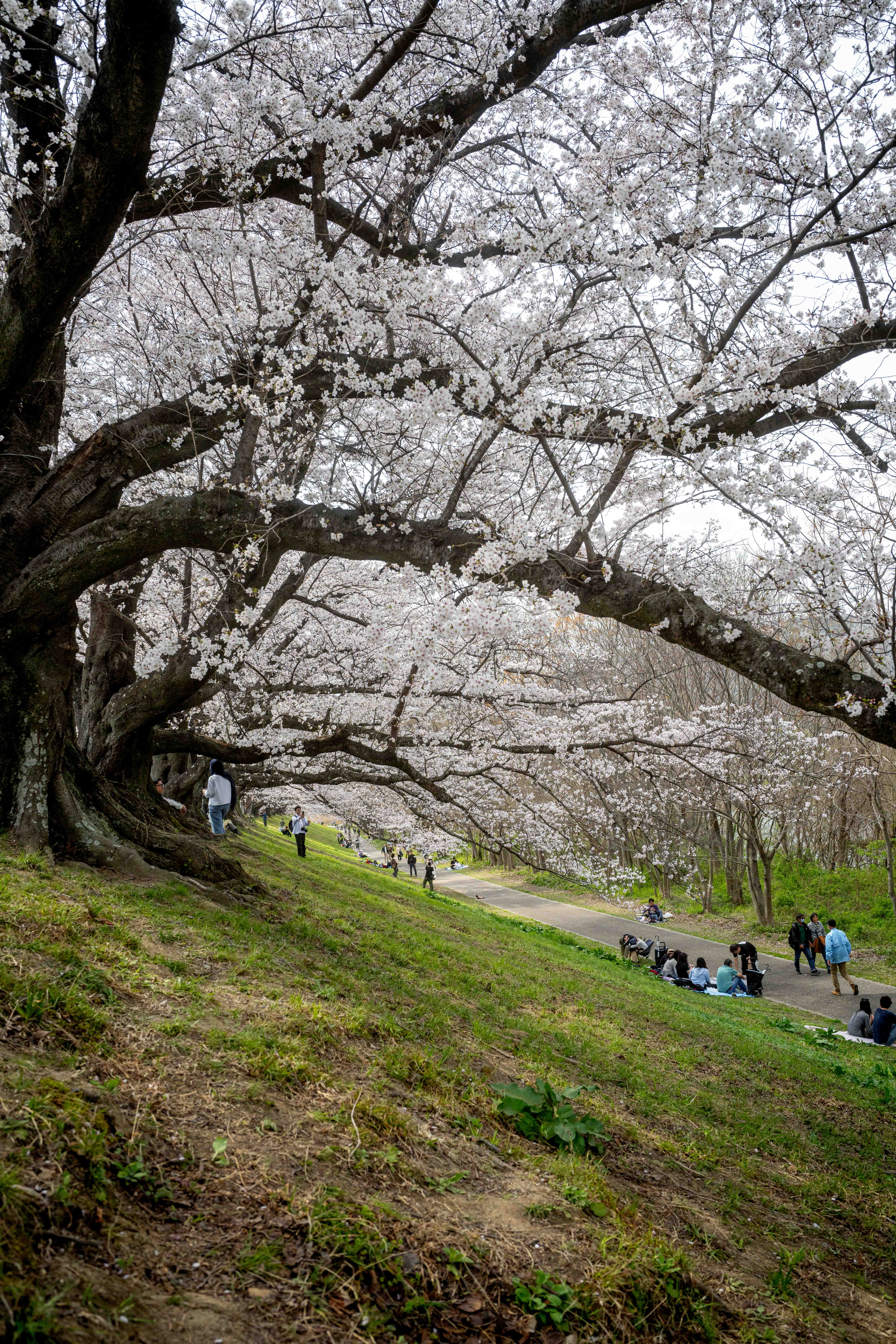 Photos from Tokyo and Kyoto, Japan, Spring 2026.