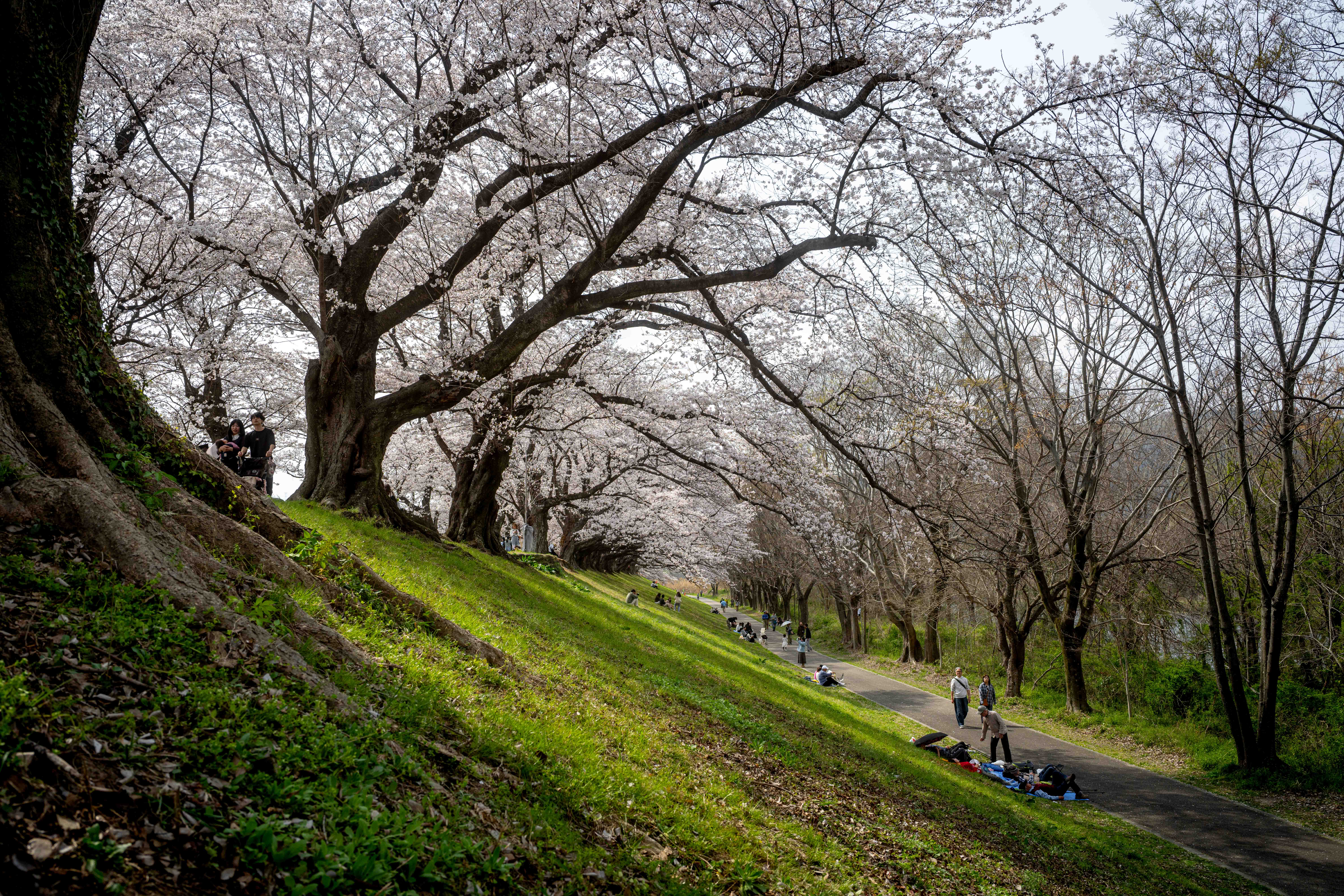 Photos from Tokyo and Kyoto, Japan, Spring 2026.