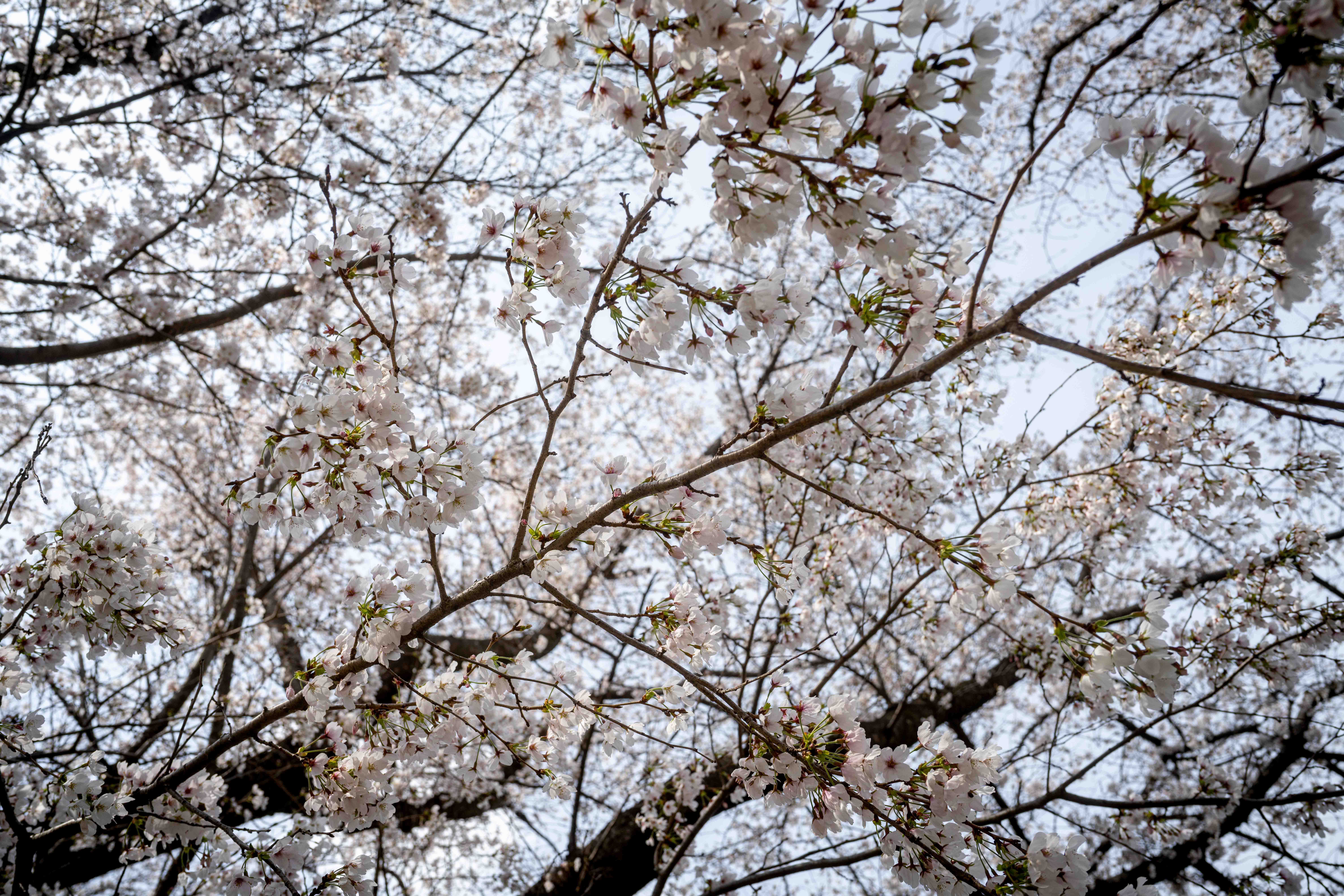 Photos from Tokyo and Kyoto, Japan, Spring 2026.