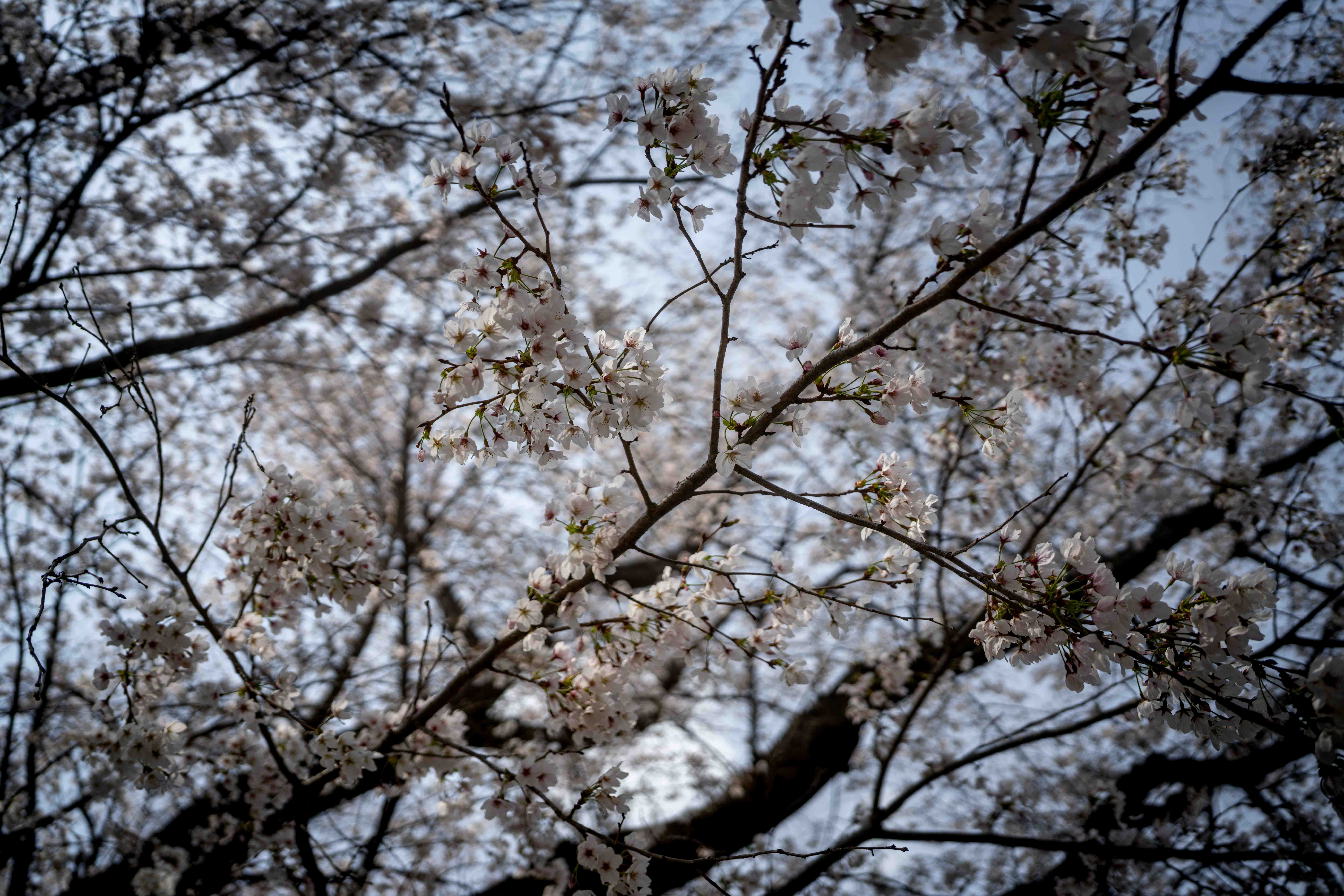 Photos from Tokyo and Kyoto, Japan, Spring 2026.