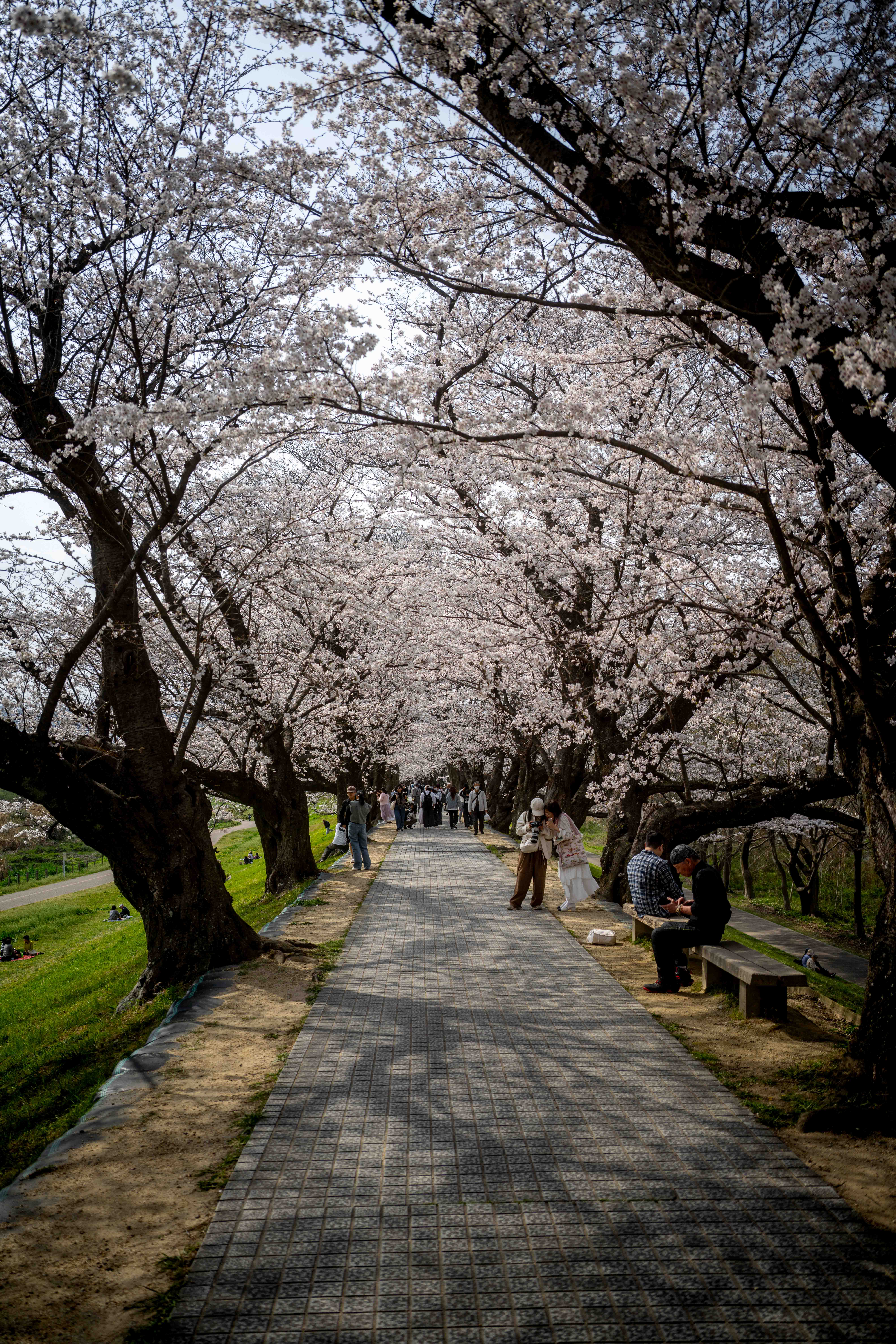 Photos from Tokyo and Kyoto, Japan, Spring 2026.
