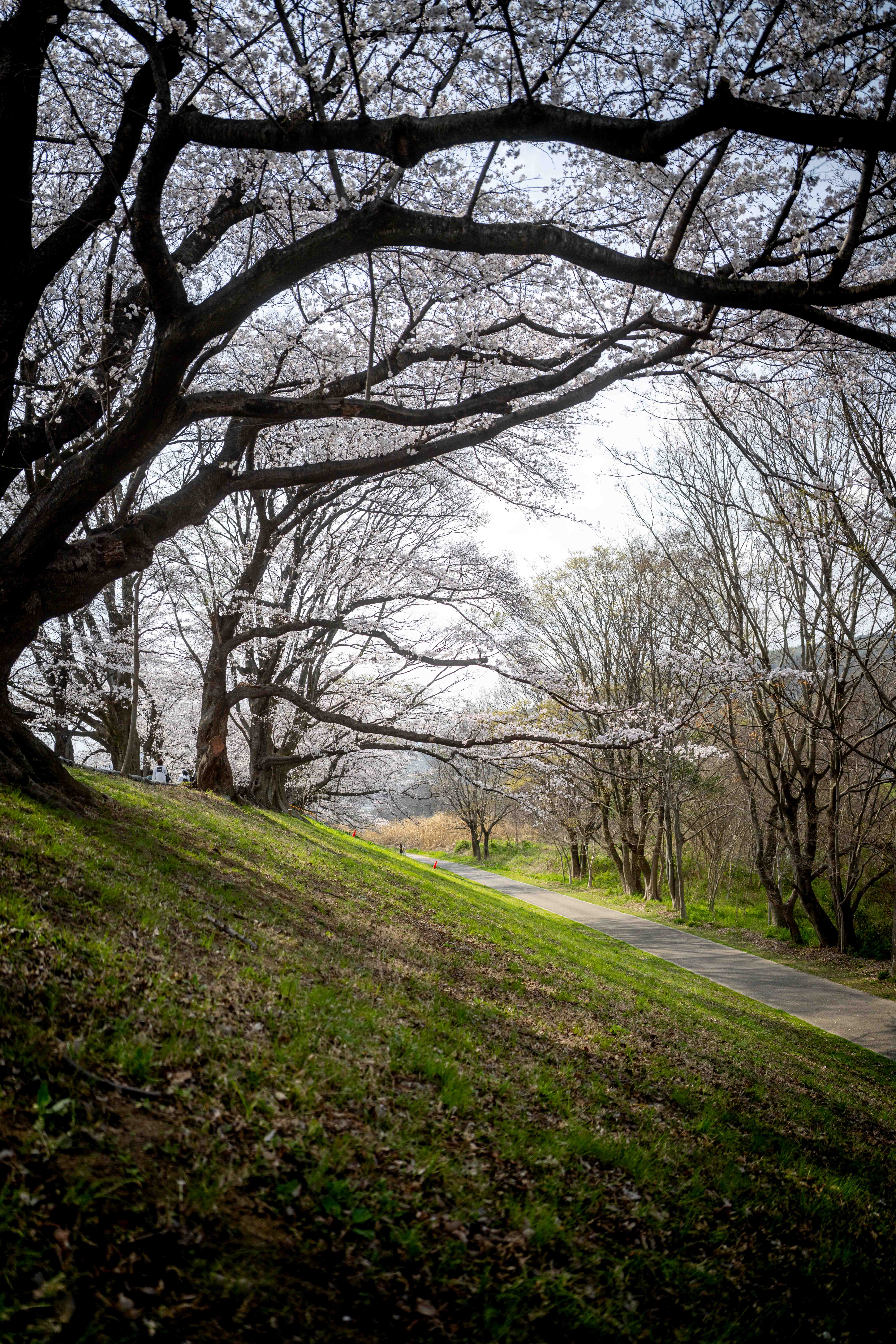 Photos from Tokyo and Kyoto, Japan, Spring 2026.