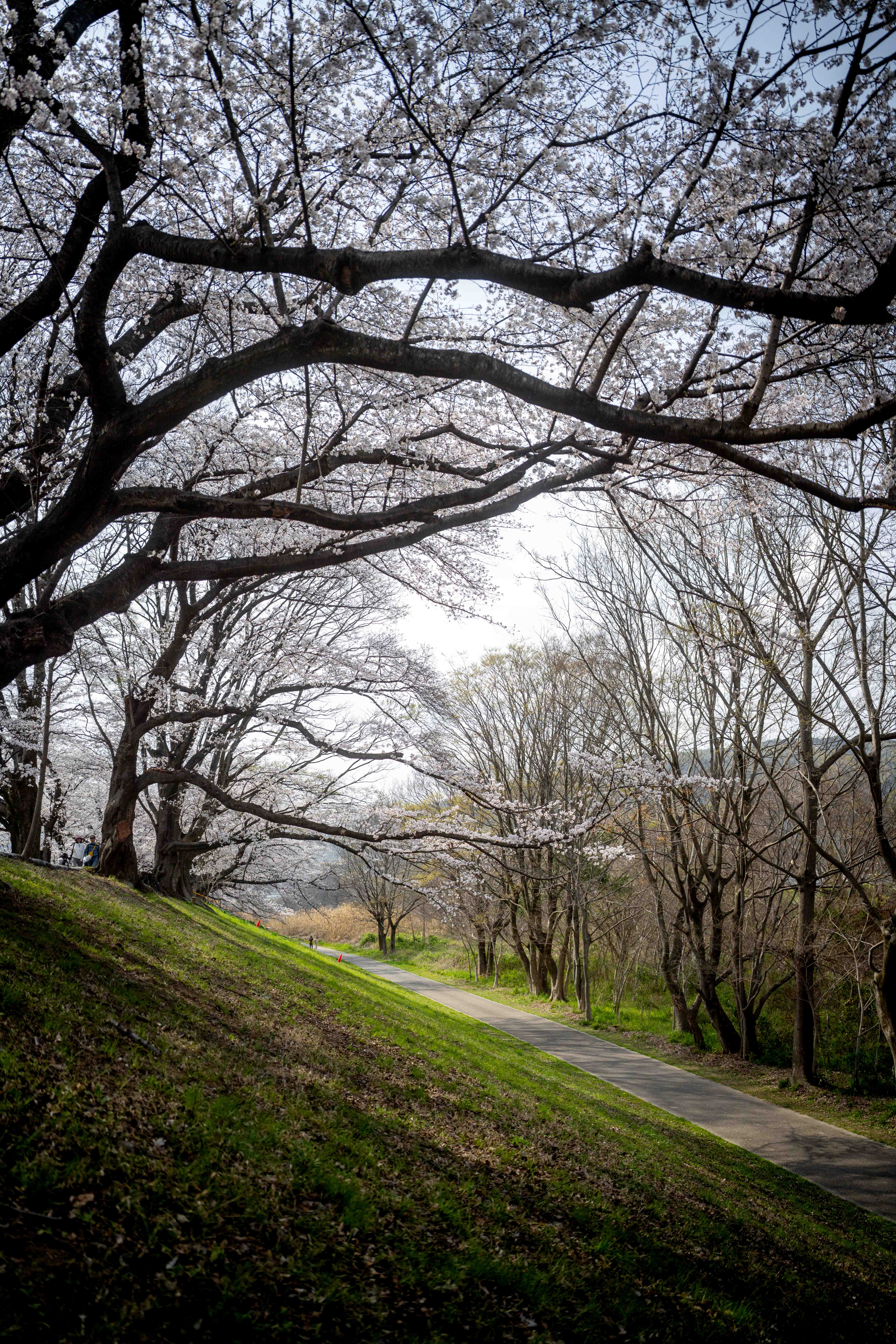 Photos from Tokyo and Kyoto, Japan, Spring 2026.