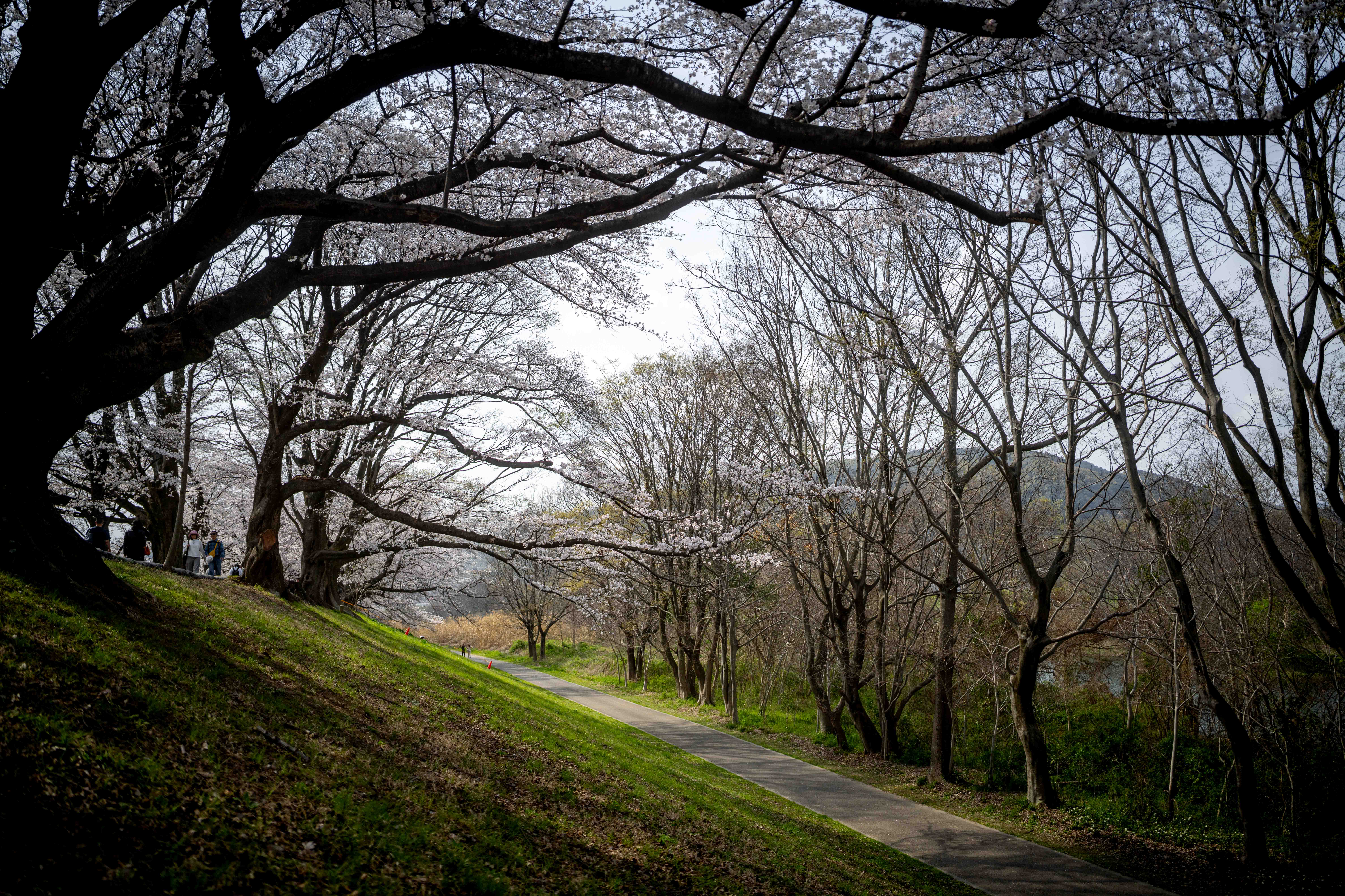 Photos from Tokyo and Kyoto, Japan, Spring 2026.