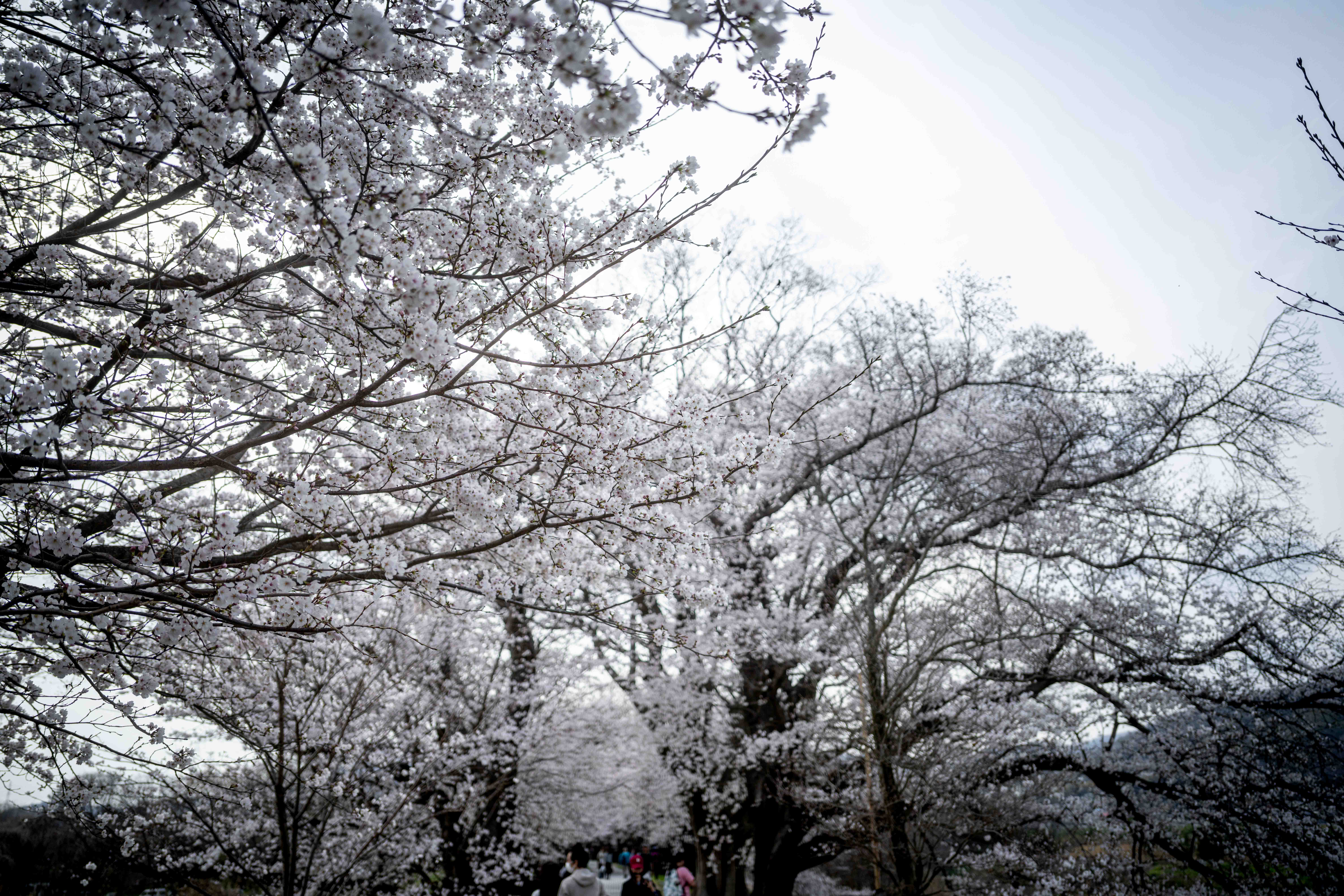 Photos from Tokyo and Kyoto, Japan, Spring 2026.