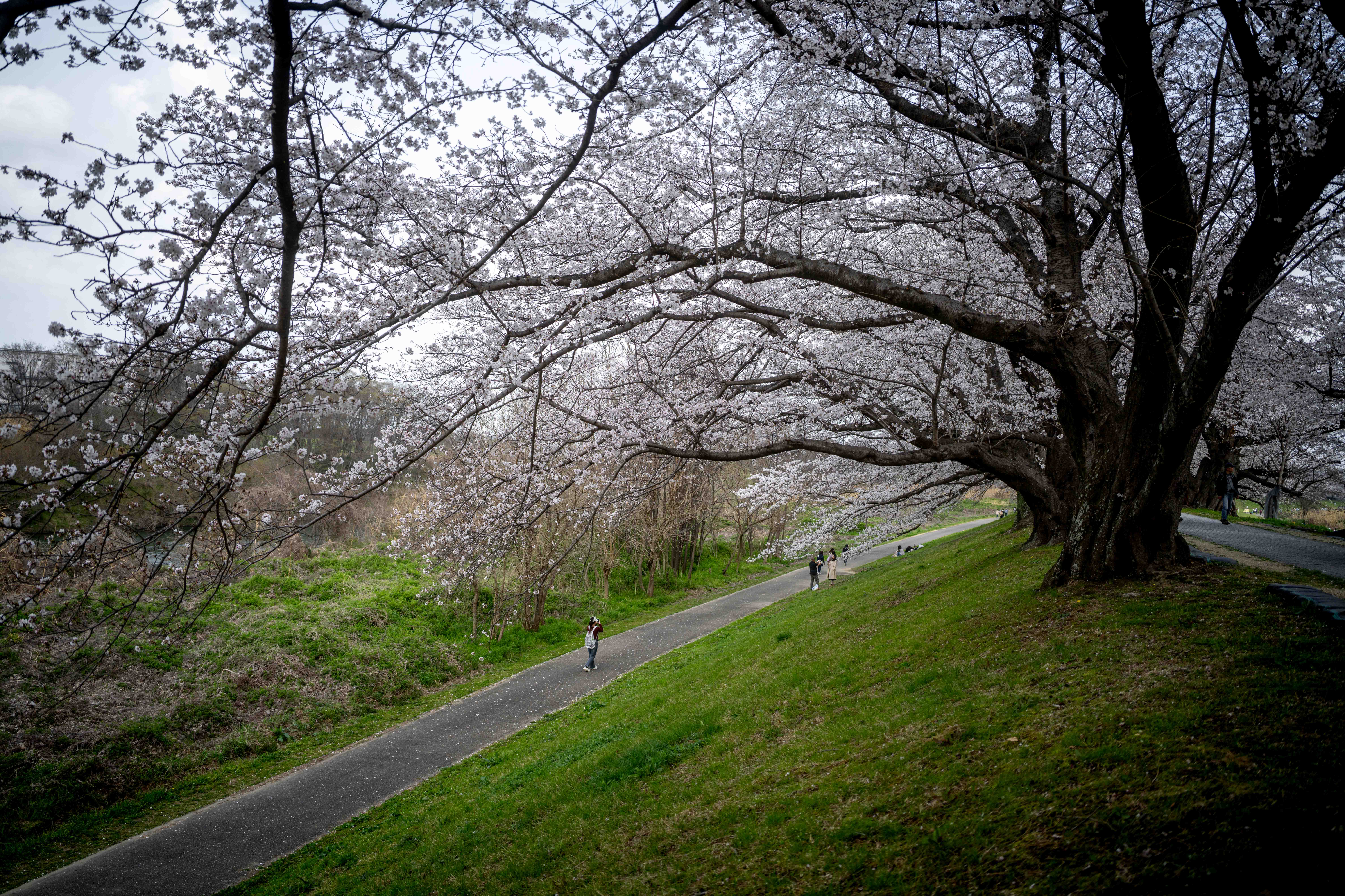 Photos from Tokyo and Kyoto, Japan, Spring 2026.