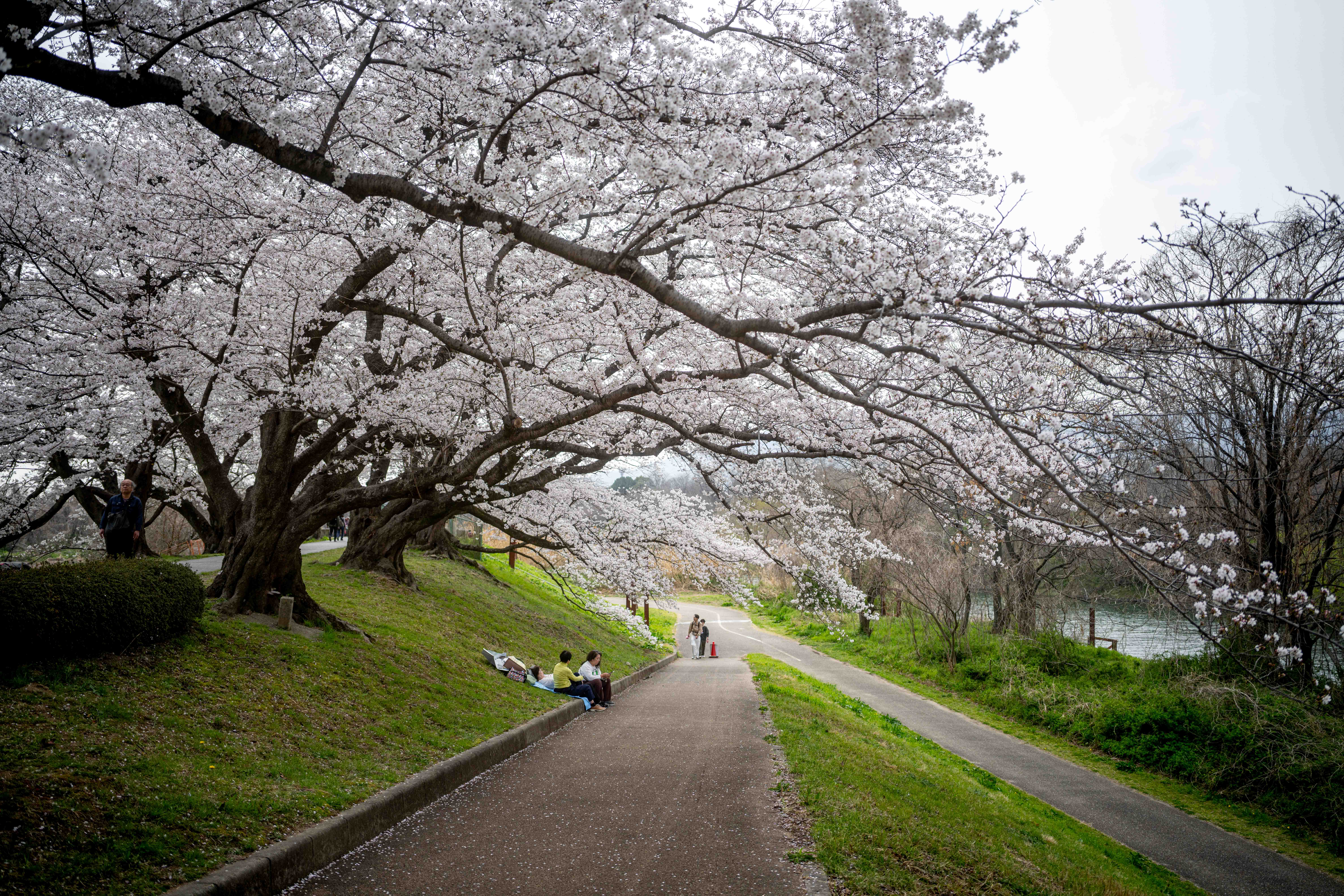 Photos from Tokyo and Kyoto, Japan, Spring 2026.