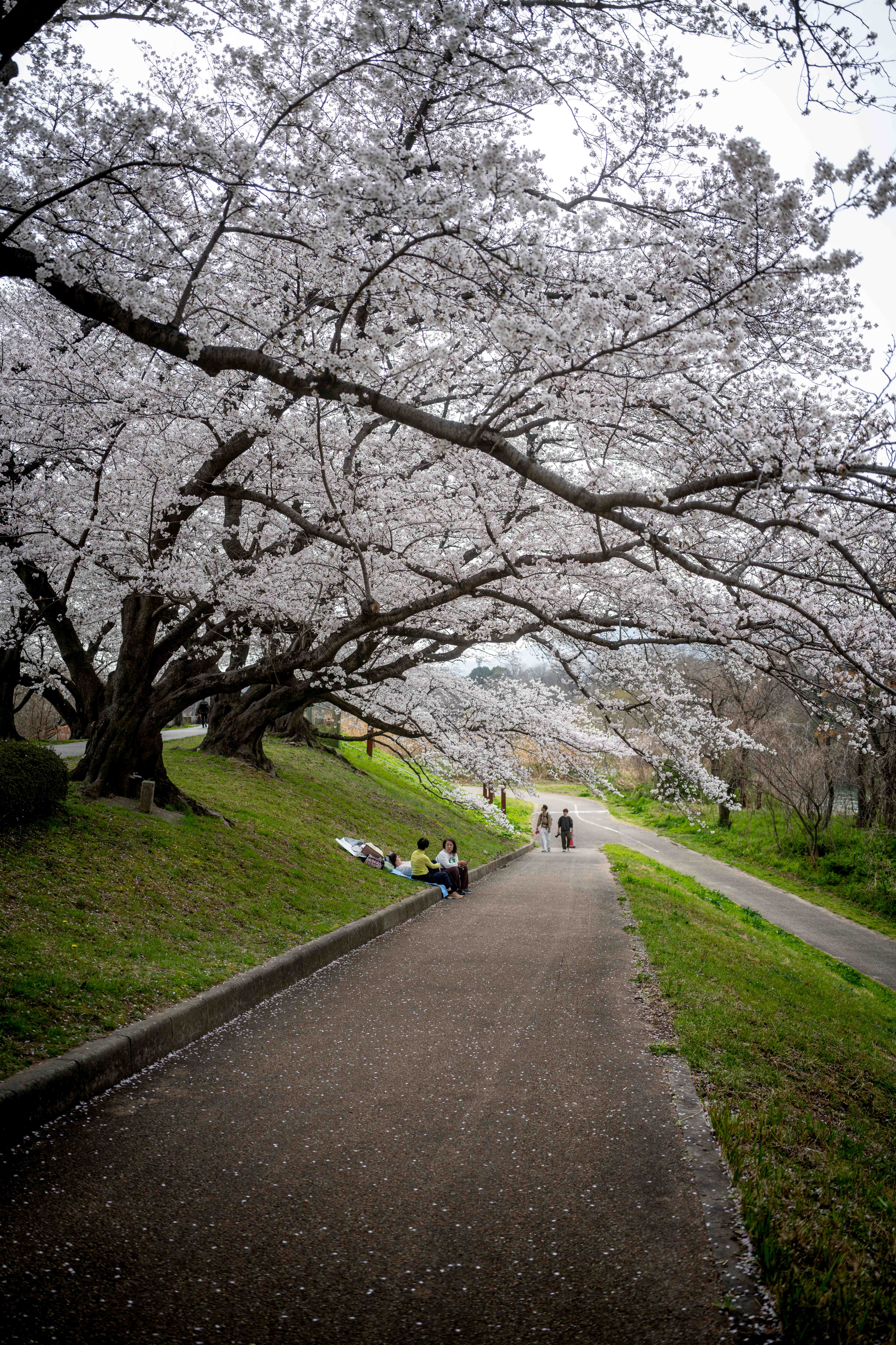Photos from Tokyo and Kyoto, Japan, Spring 2026.