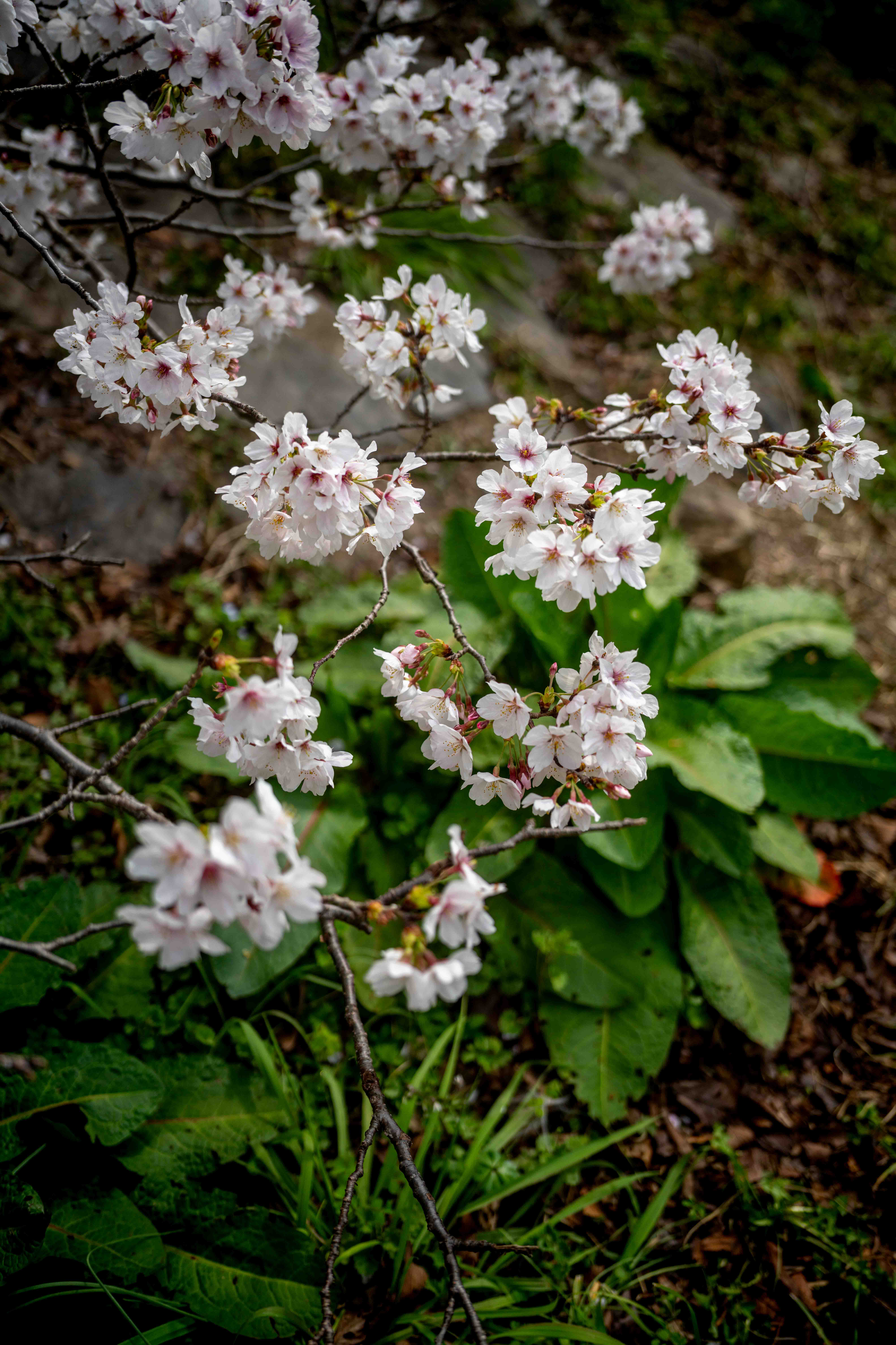 Photos from Tokyo and Kyoto, Japan, Spring 2026.