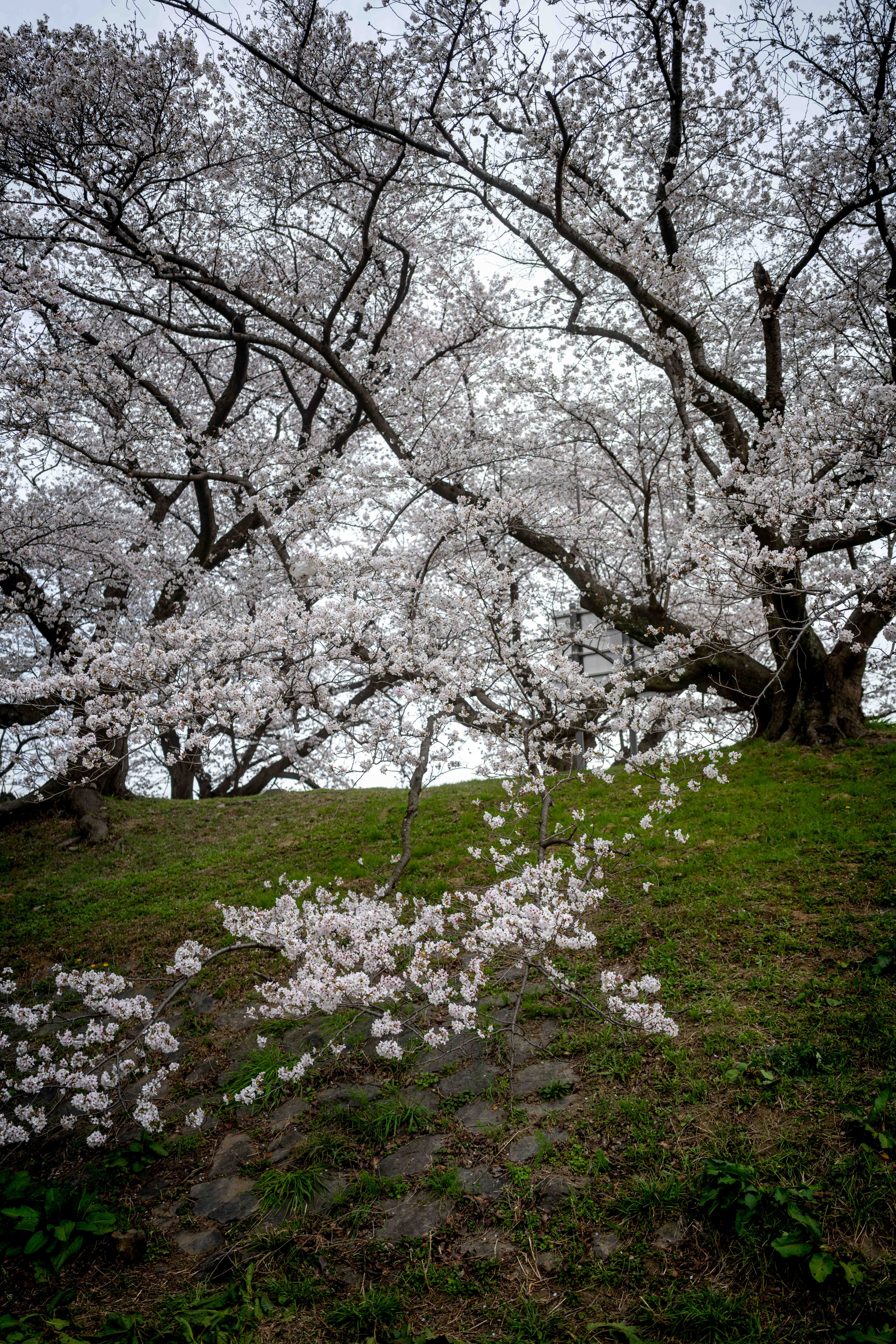 Photos from Tokyo and Kyoto, Japan, Spring 2026.