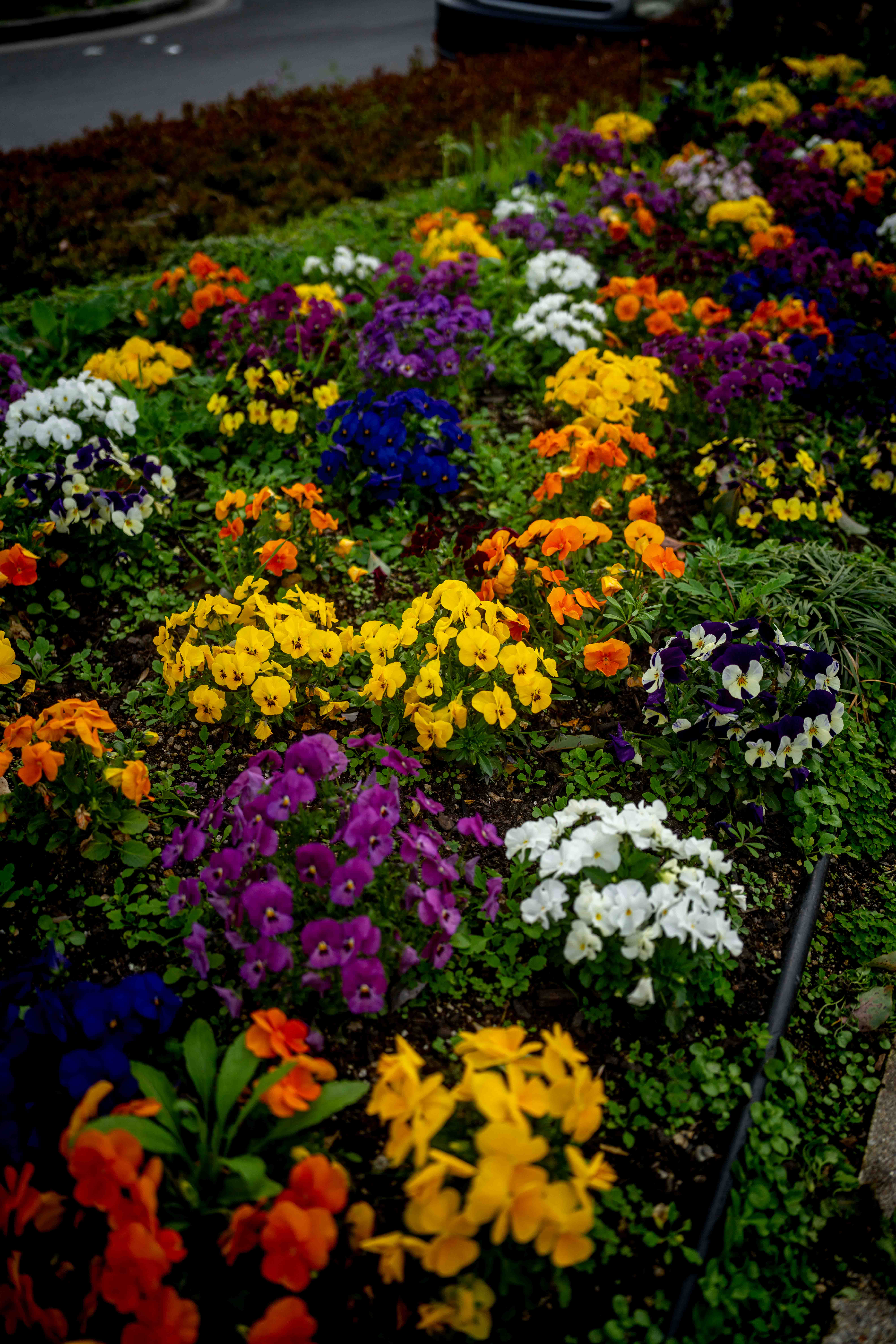 Photos from Tokyo and Kyoto, Japan, Spring 2026.