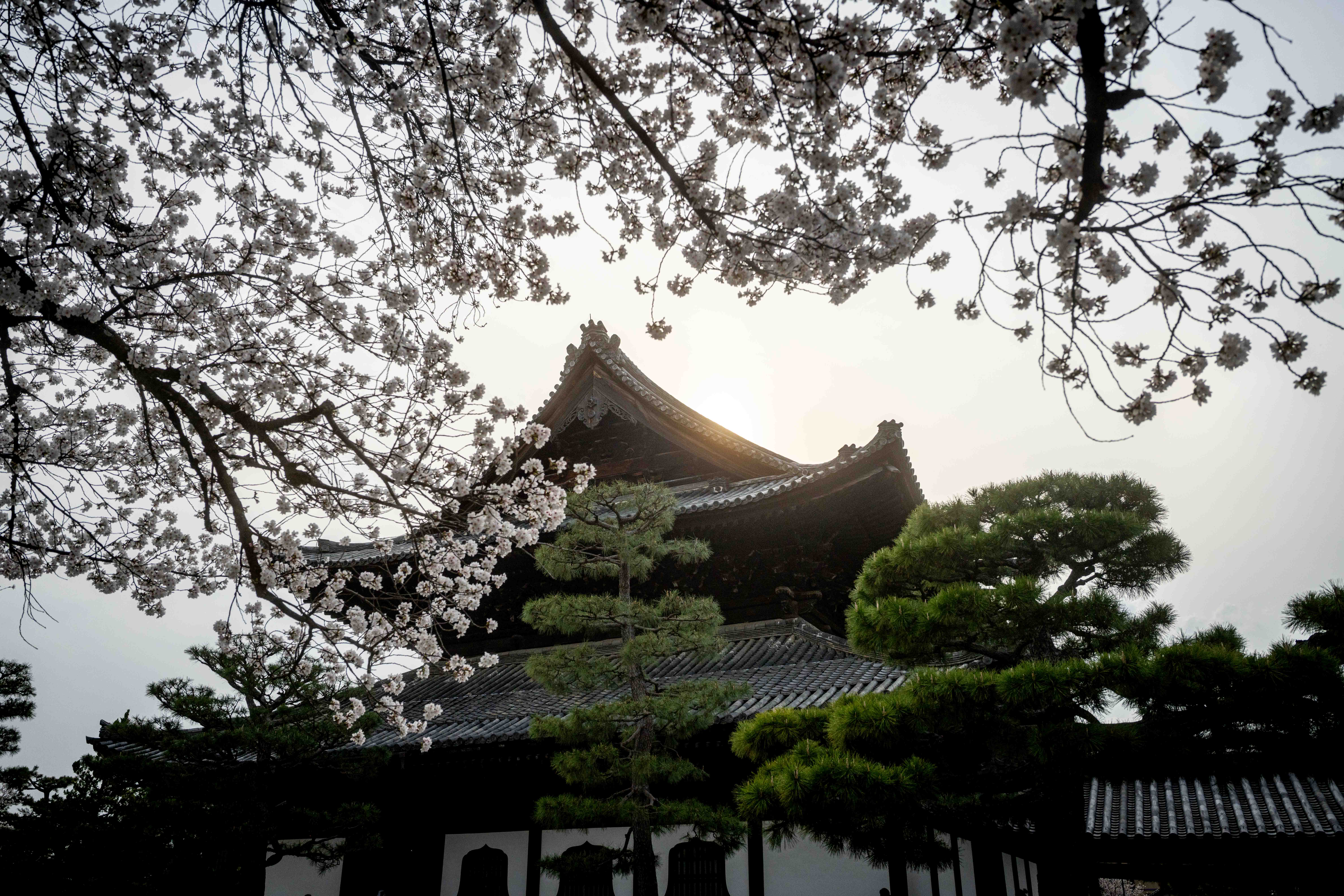 Photos from Tokyo and Kyoto, Japan, Spring 2026.