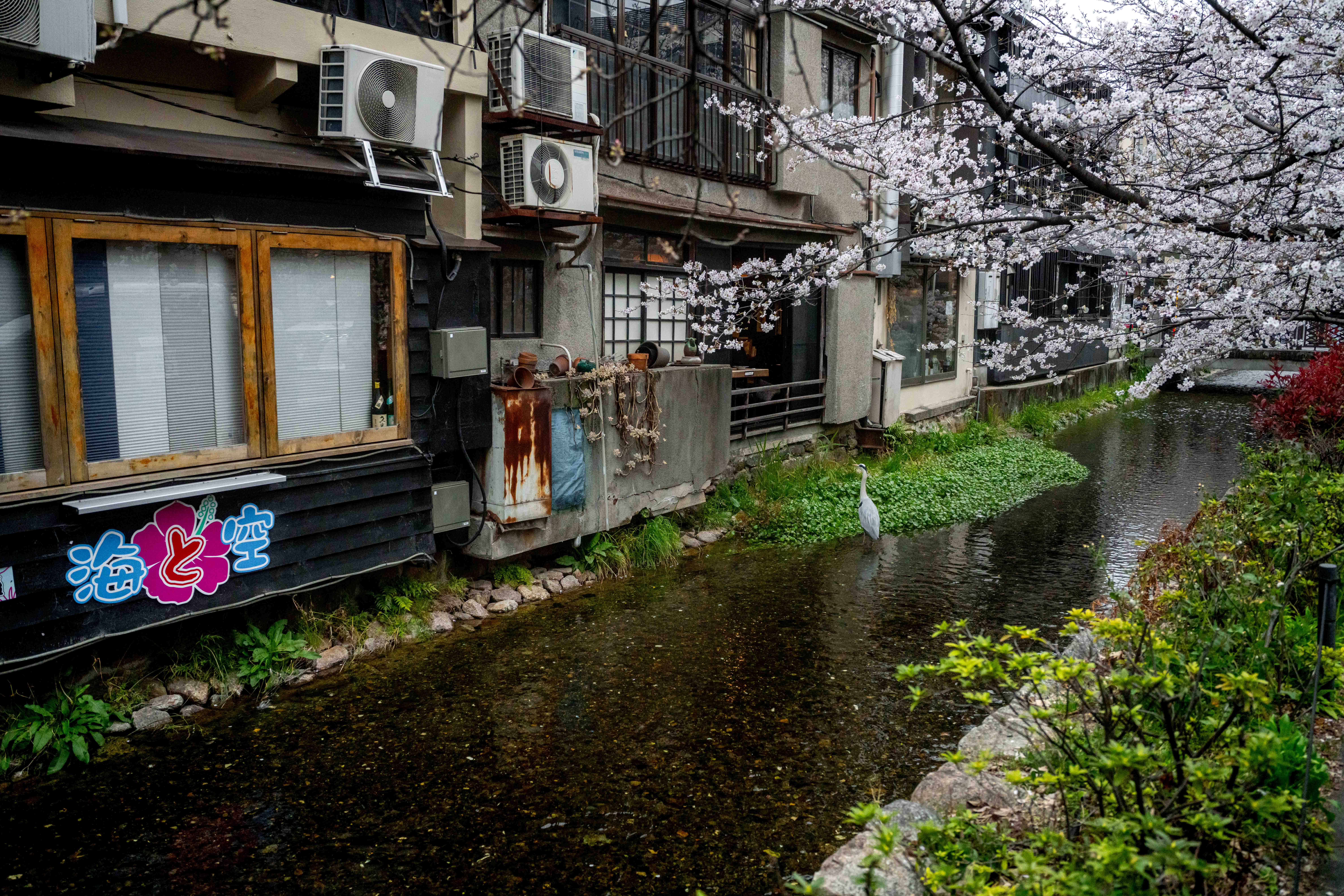 Photos from Tokyo and Kyoto, Japan, Spring 2026.