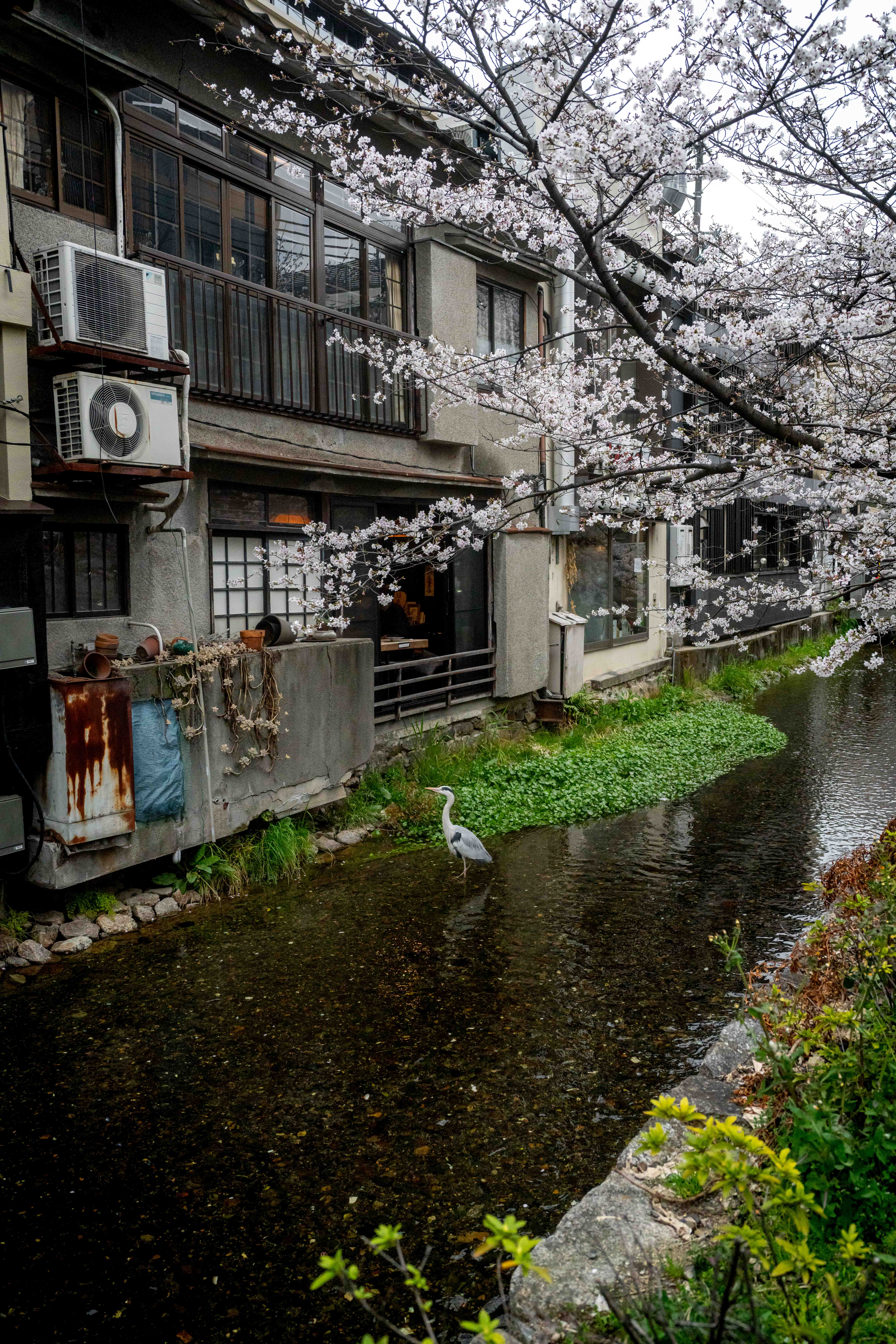 Photos from Tokyo and Kyoto, Japan, Spring 2026.