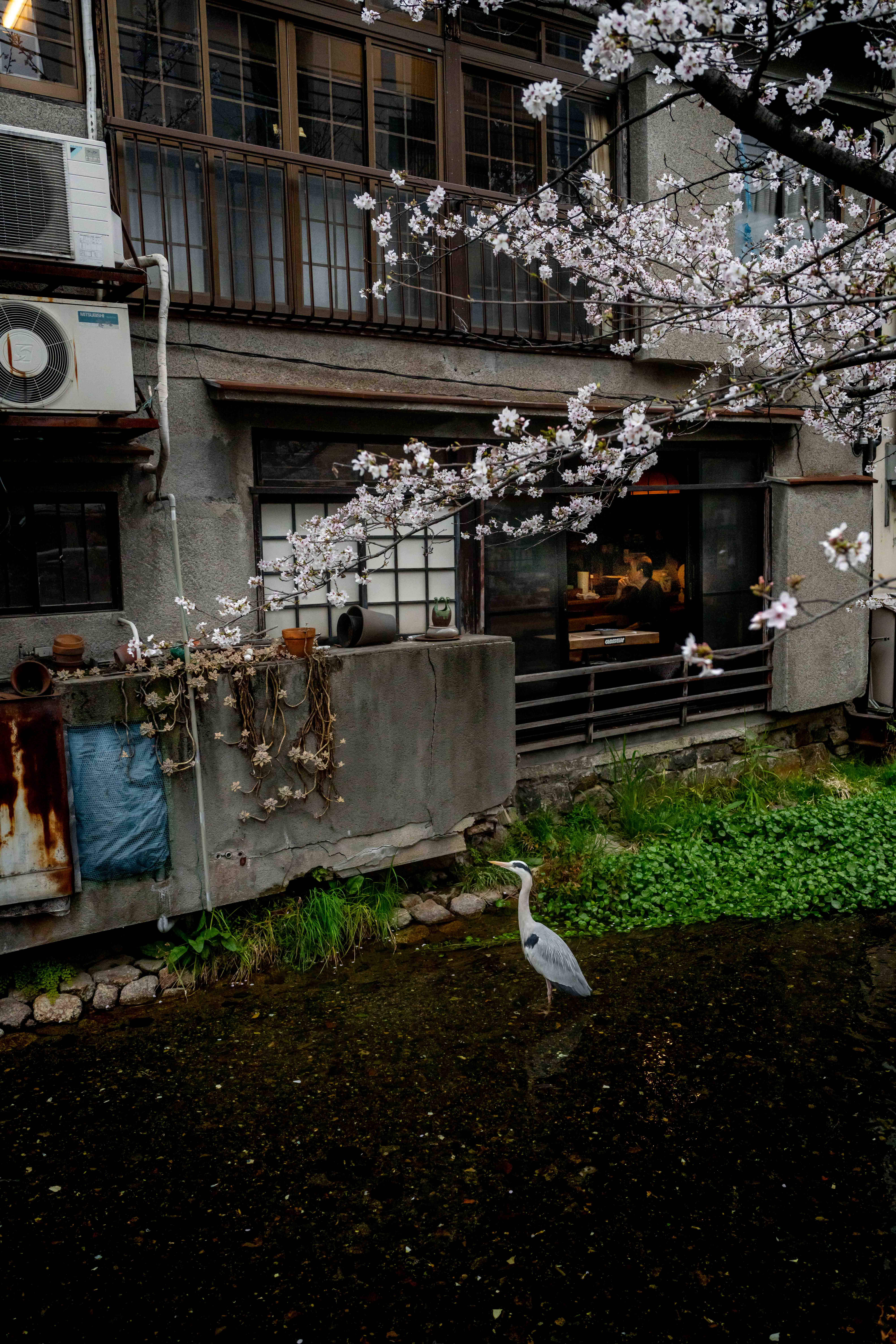 Photos from Tokyo and Kyoto, Japan, Spring 2026.
