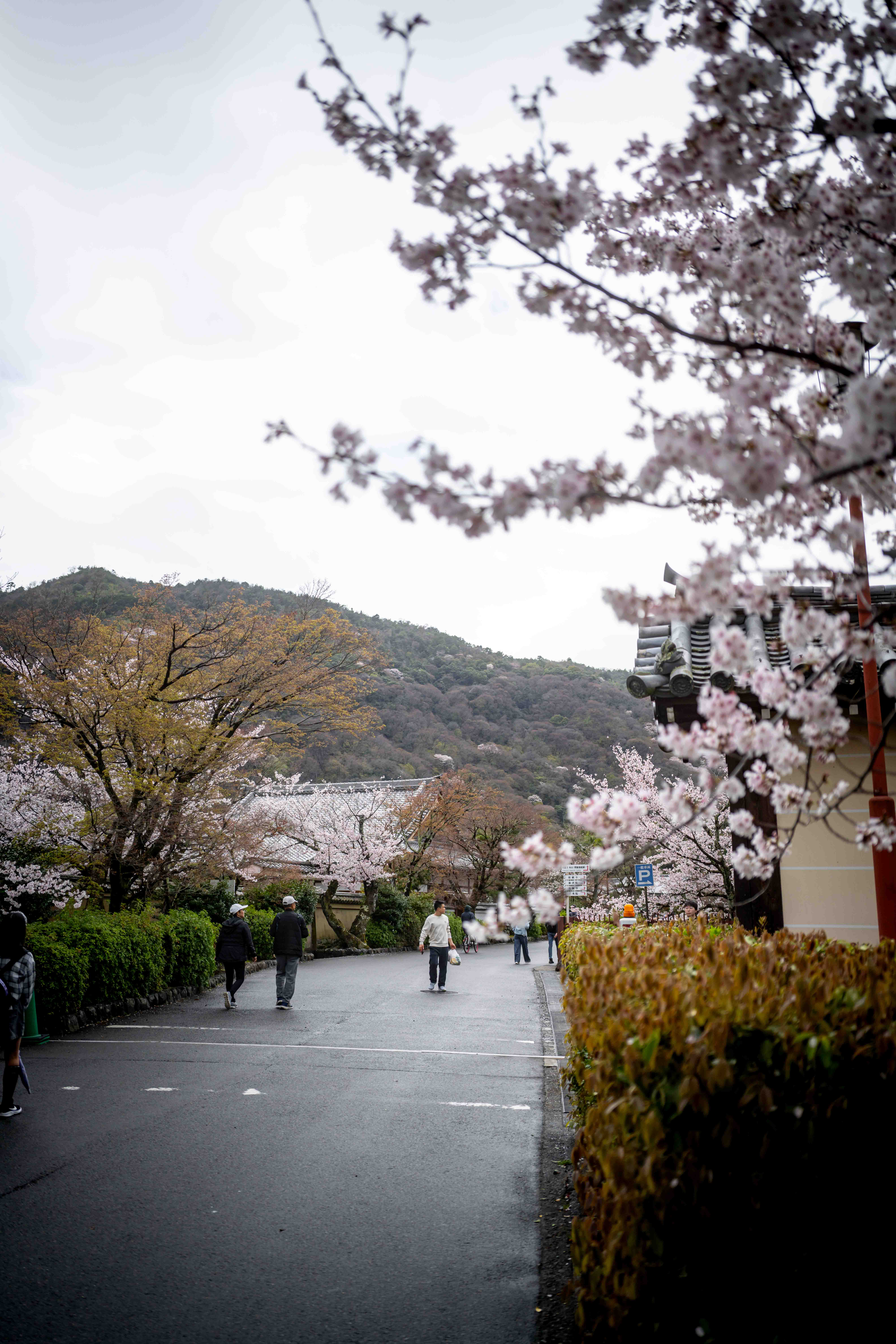 Photos from Tokyo and Kyoto, Japan, Spring 2026.