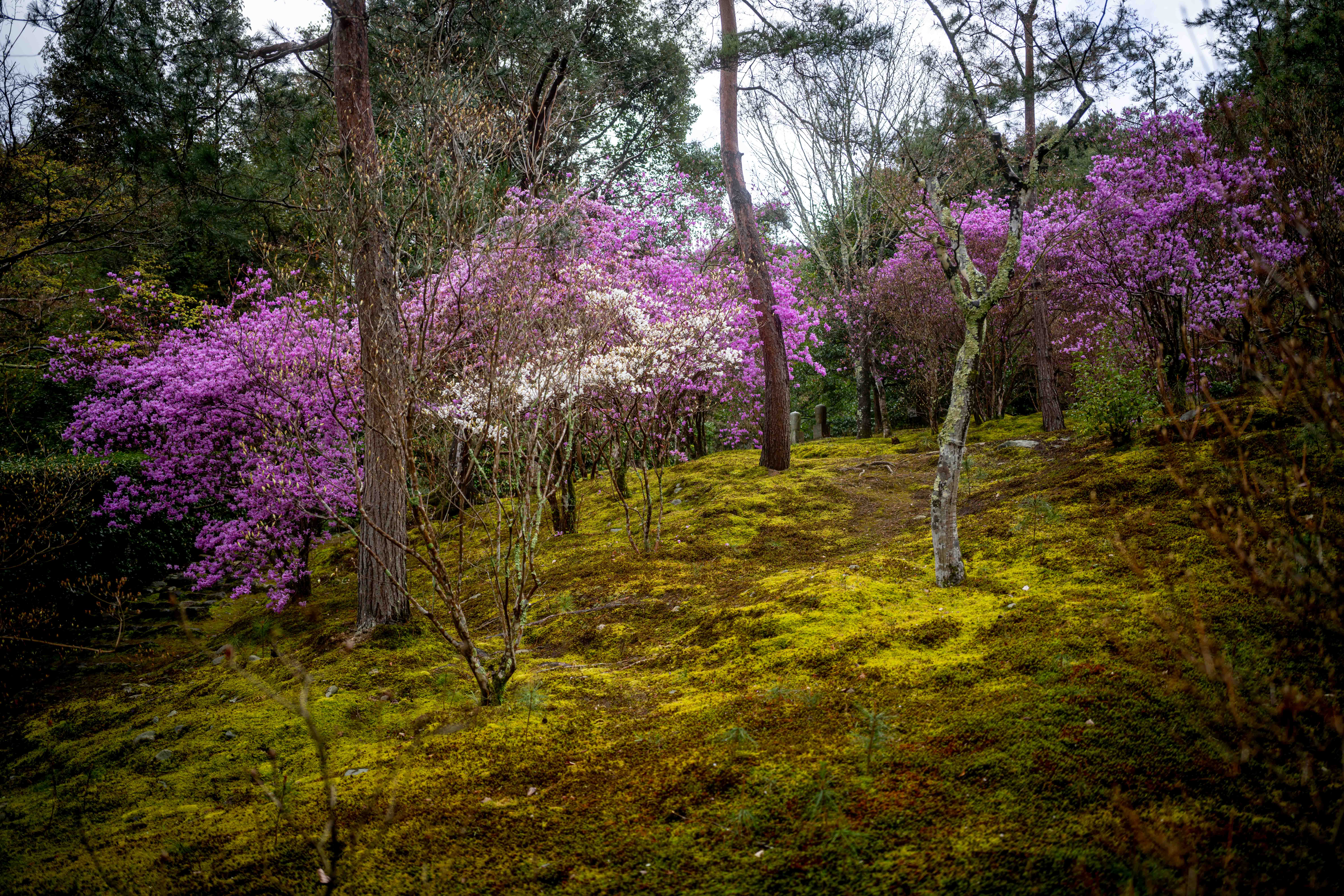 Photos from Tokyo and Kyoto, Japan, Spring 2026.