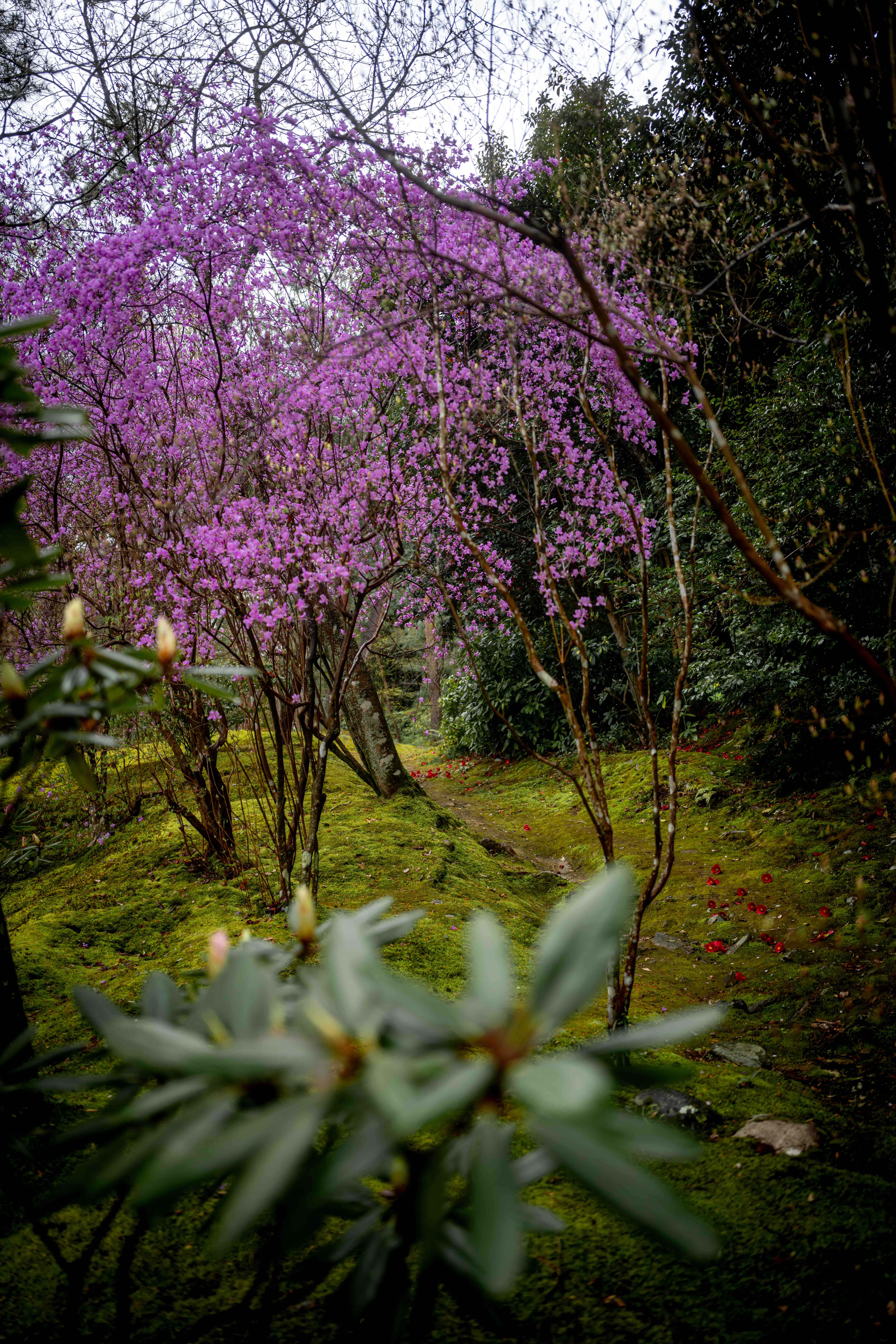 Photos from Tokyo and Kyoto, Japan, Spring 2026.