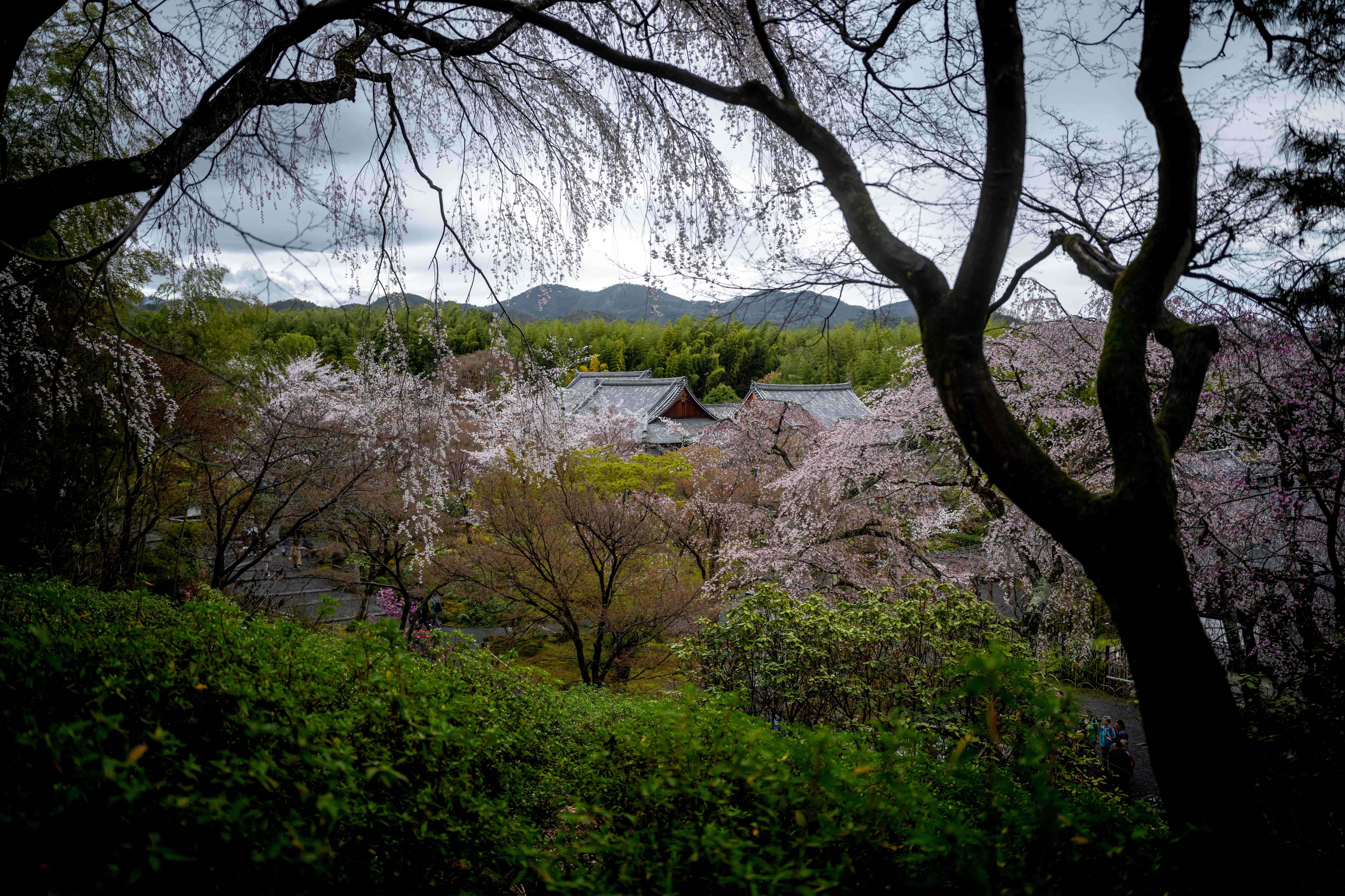 Photos from Tokyo and Kyoto, Japan, Spring 2026.