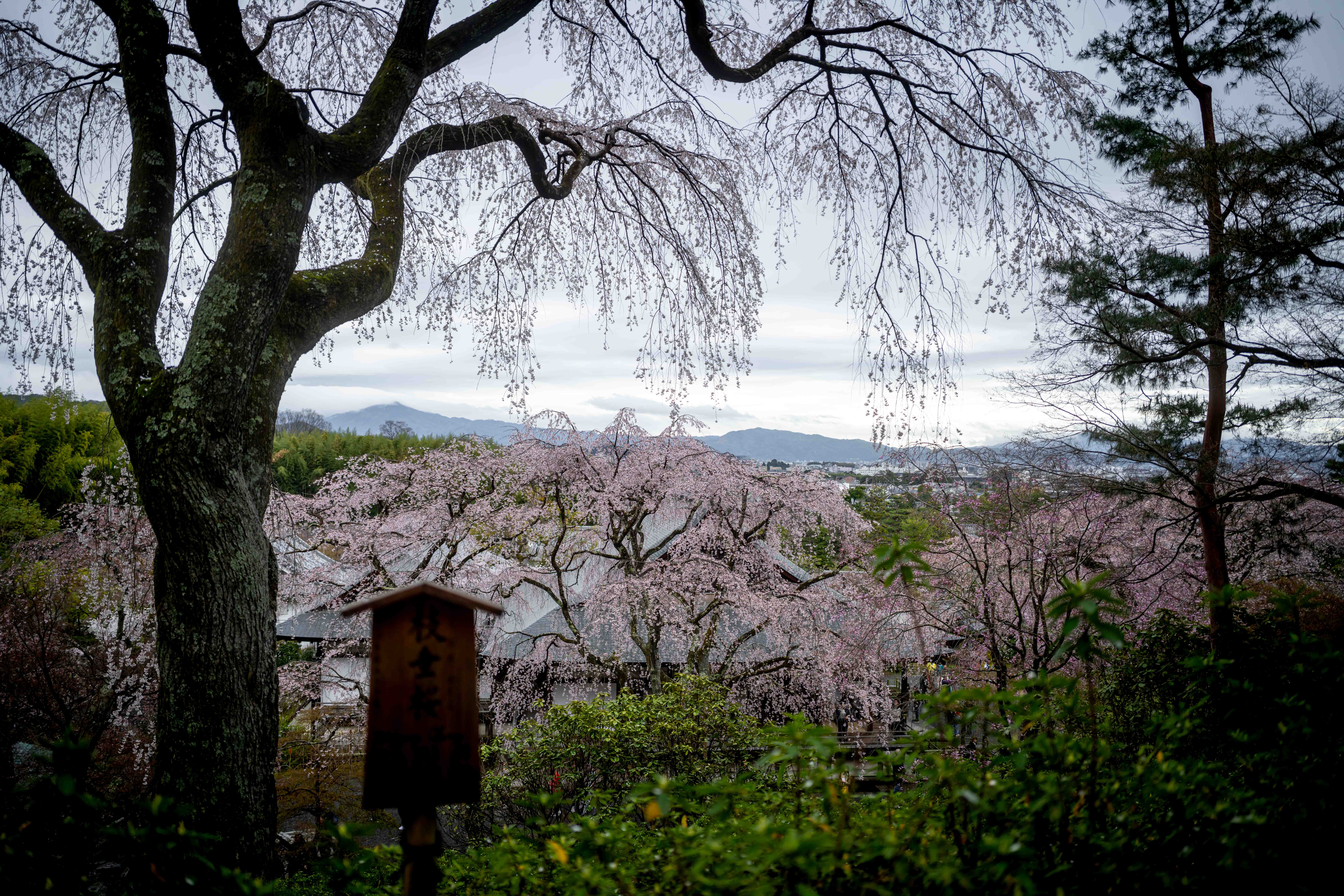 Photos from Tokyo and Kyoto, Japan, Spring 2026.