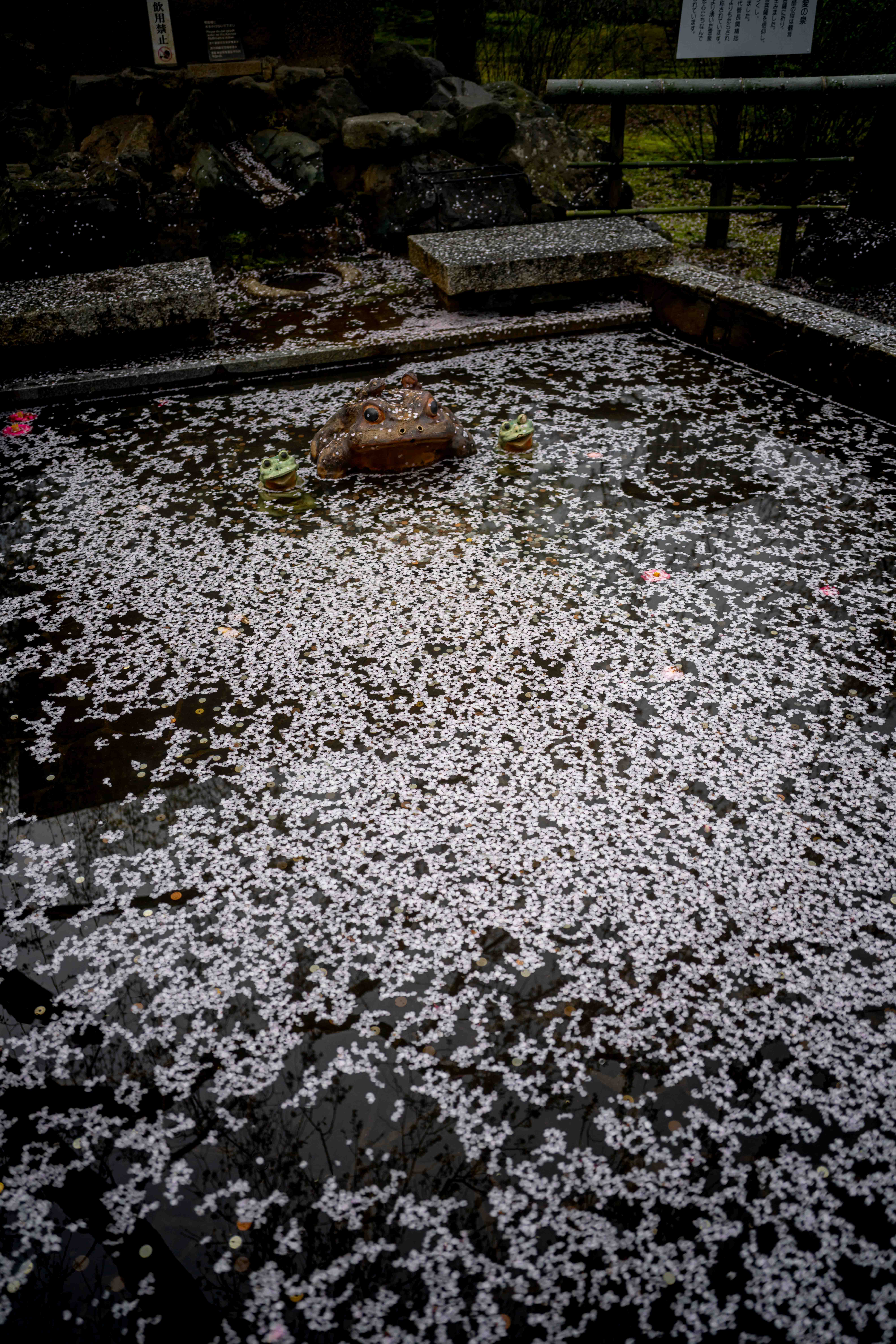 Photos from Tokyo and Kyoto, Japan, Spring 2026.