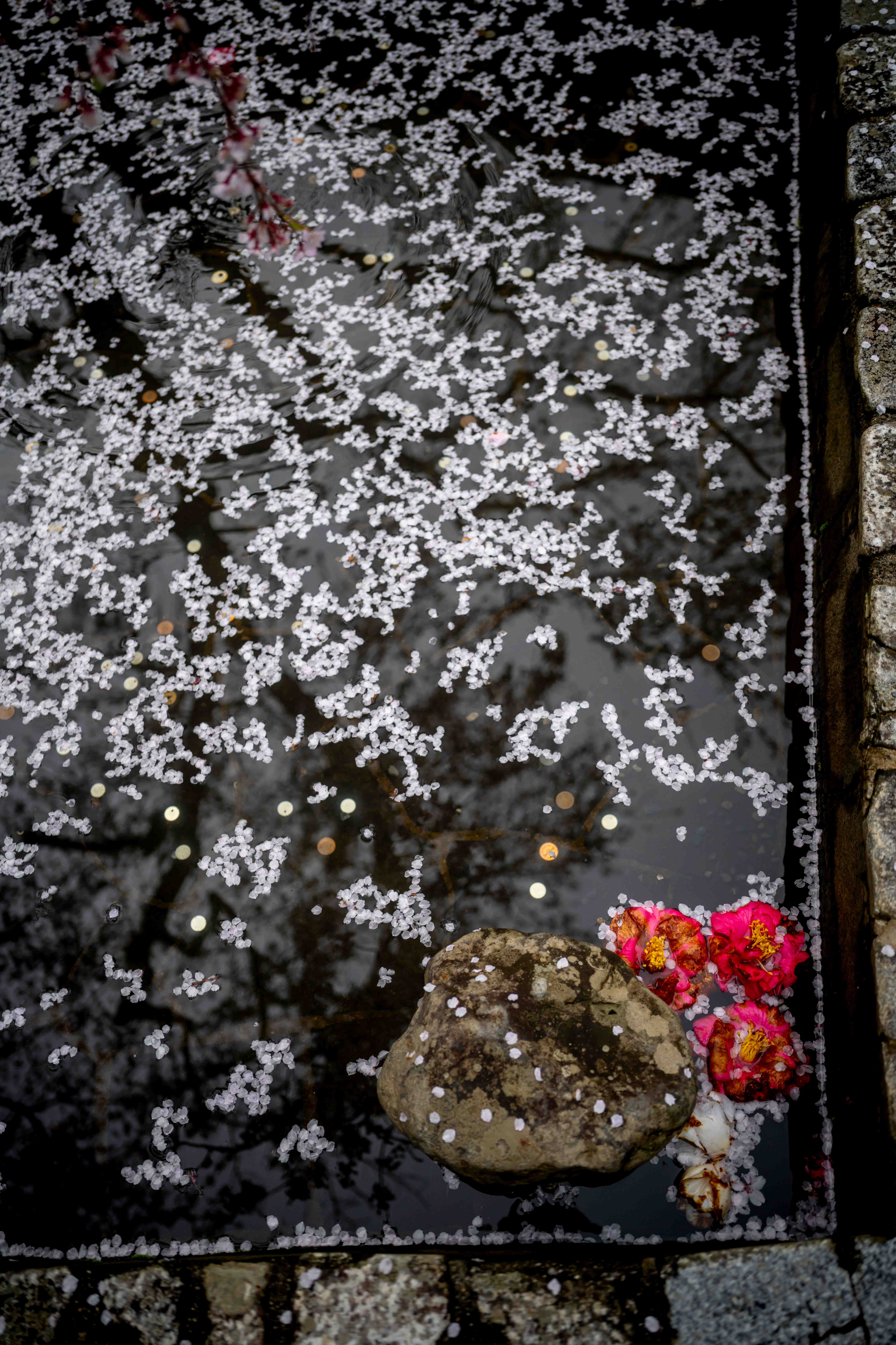 Photos from Tokyo and Kyoto, Japan, Spring 2026.