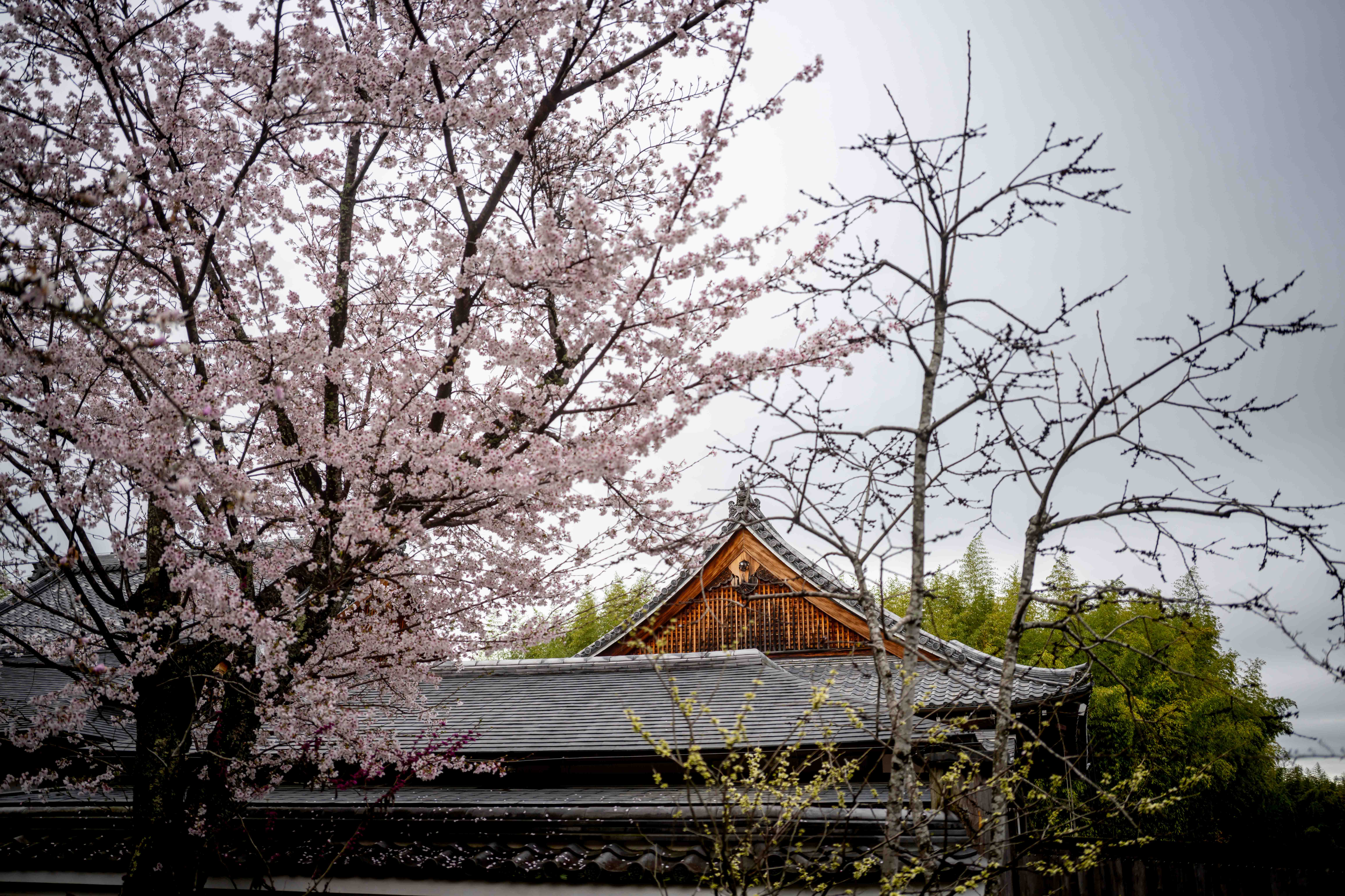 Photos from Tokyo and Kyoto, Japan, Spring 2026.