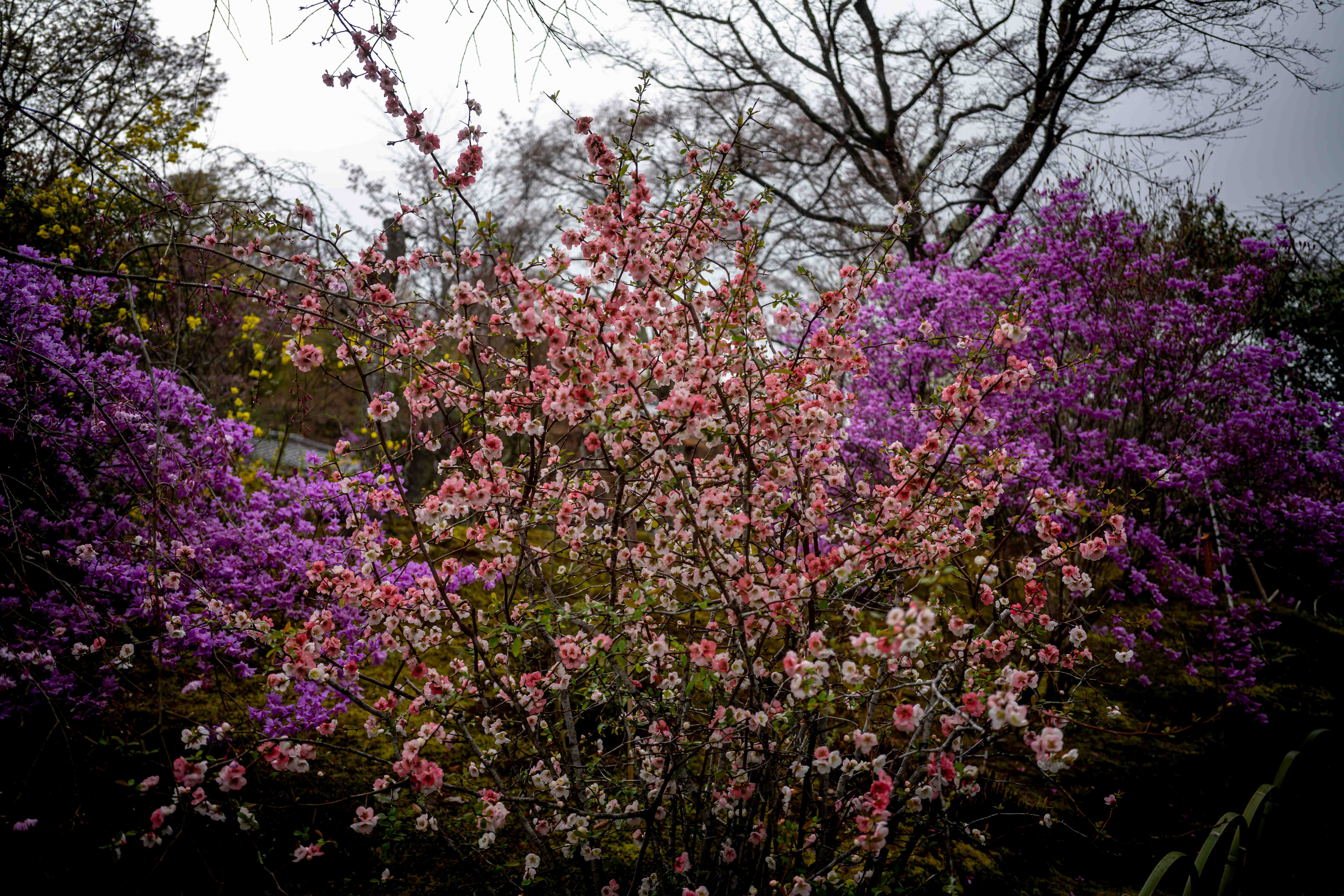 Photos from Tokyo and Kyoto, Japan, Spring 2026.