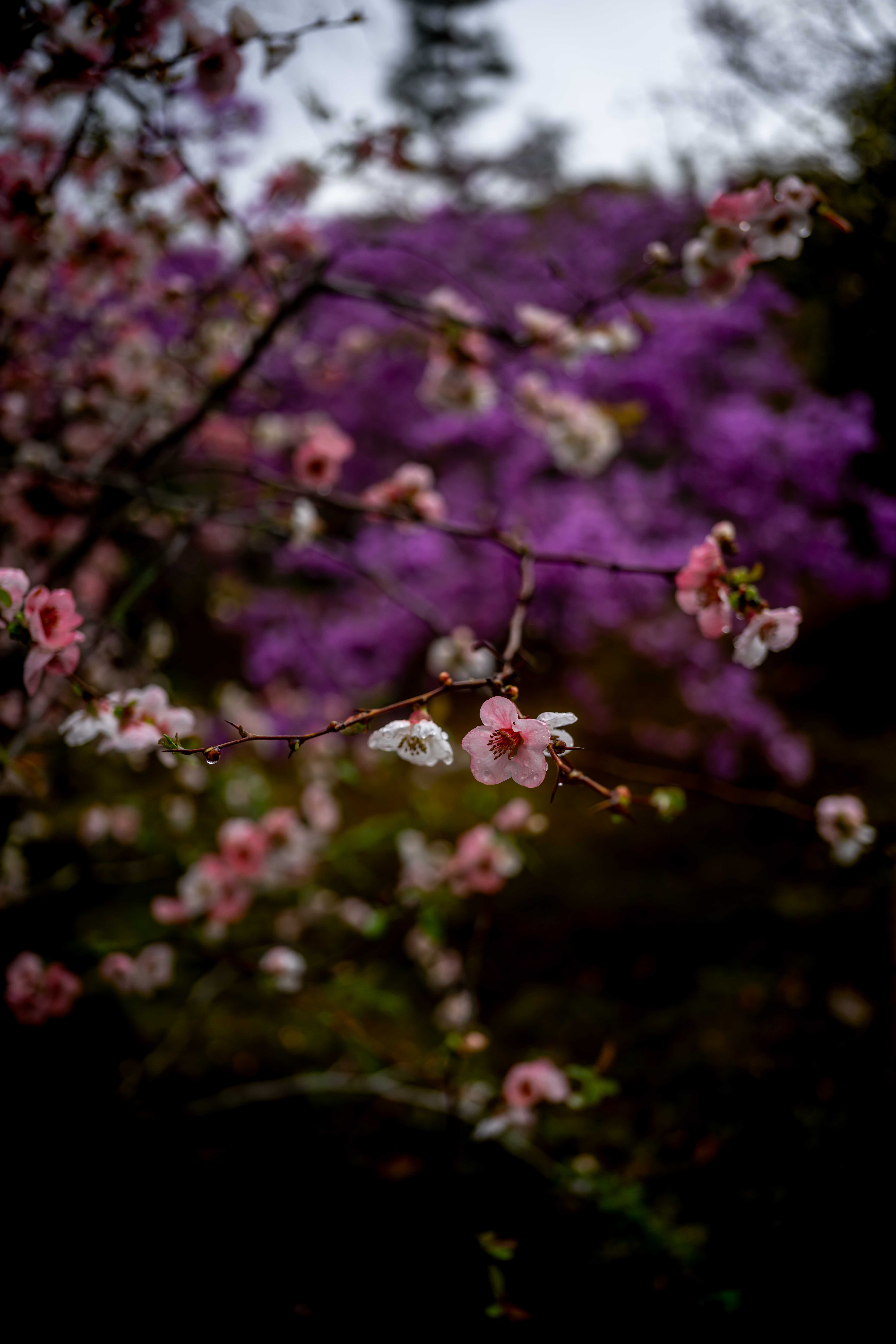 Photos from Tokyo and Kyoto, Japan, Spring 2026.