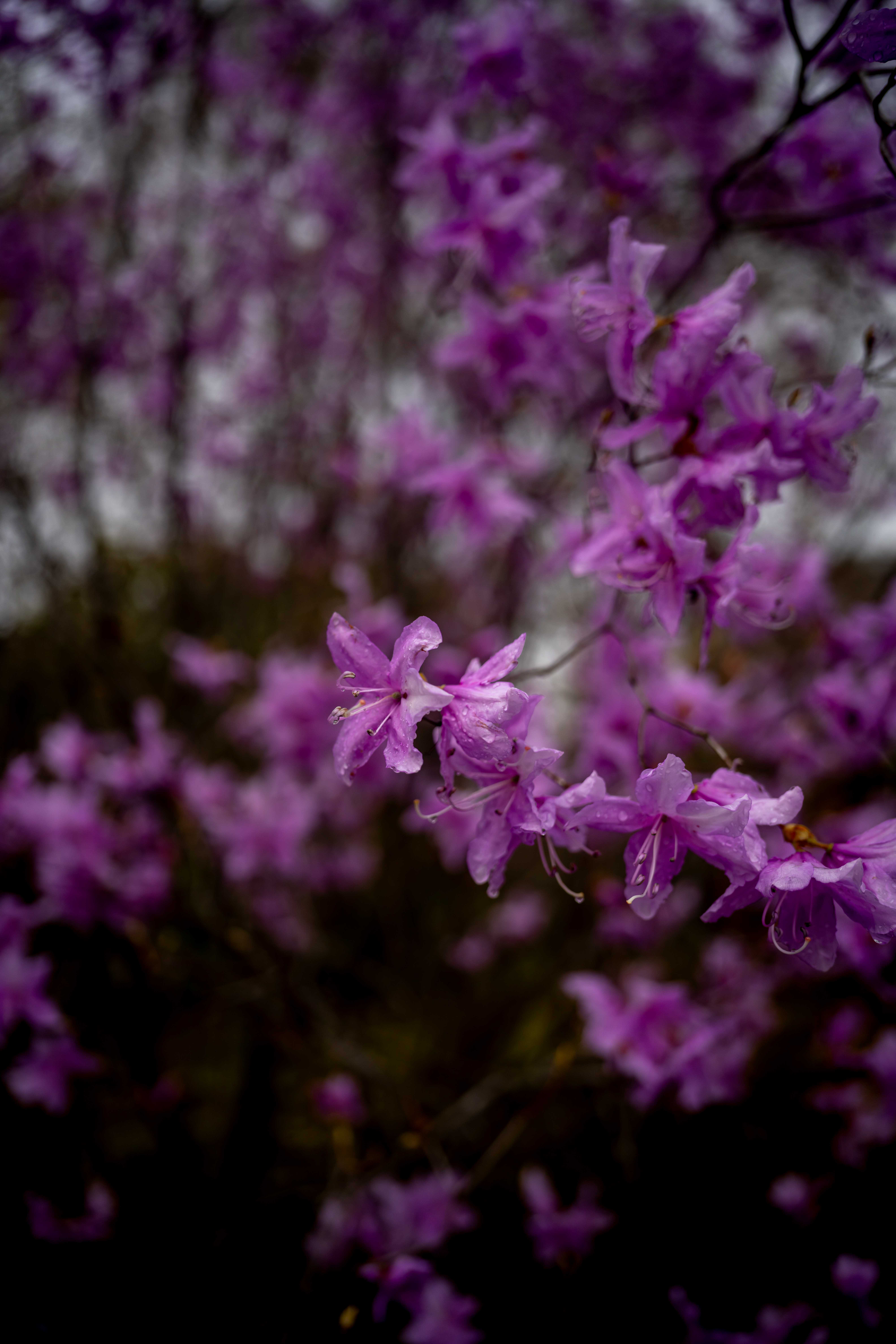Photos from Tokyo and Kyoto, Japan, Spring 2026.