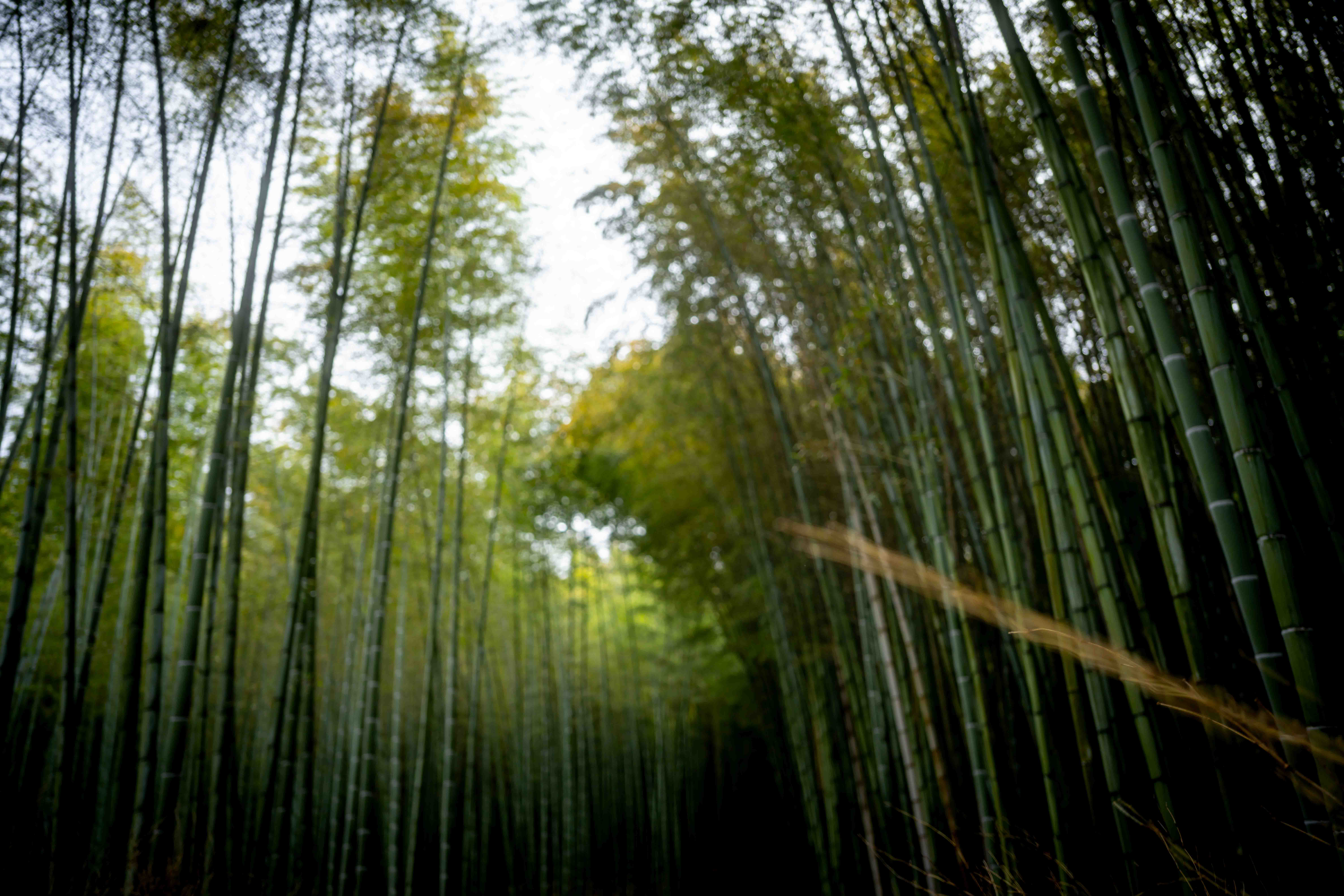 Photos from Tokyo and Kyoto, Japan, Spring 2026.