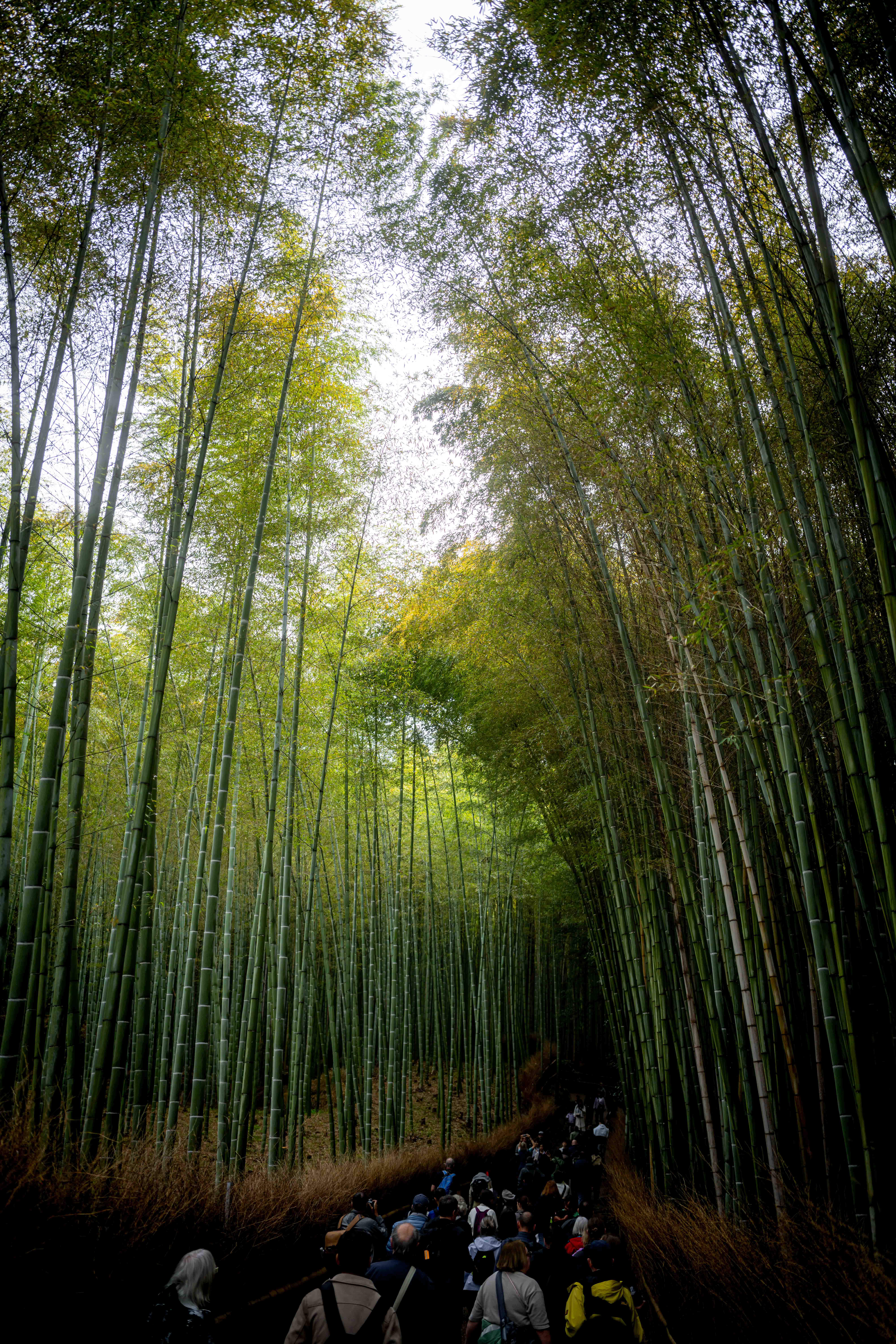 Photos from Tokyo and Kyoto, Japan, Spring 2026.