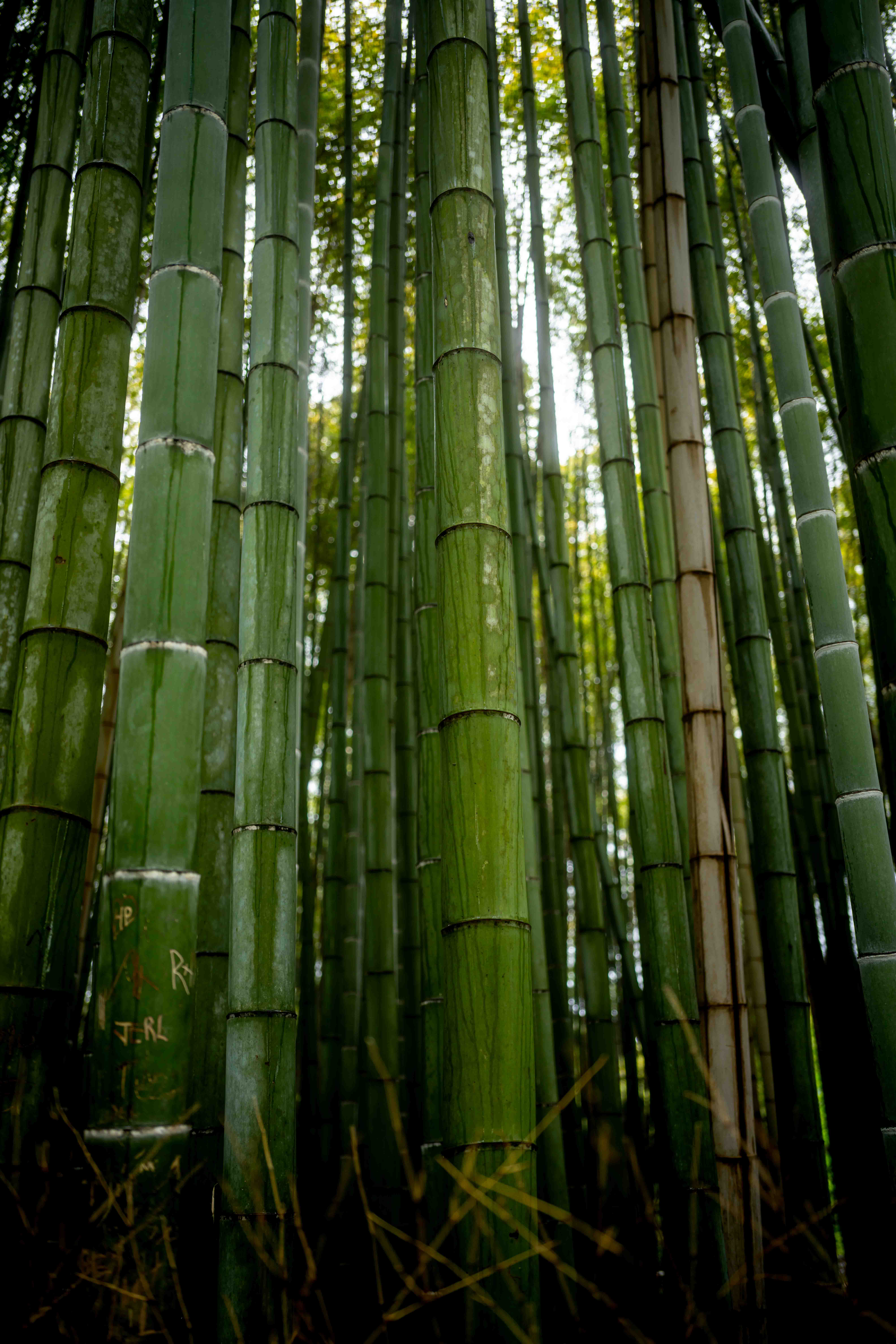 Photos from Tokyo and Kyoto, Japan, Spring 2026.