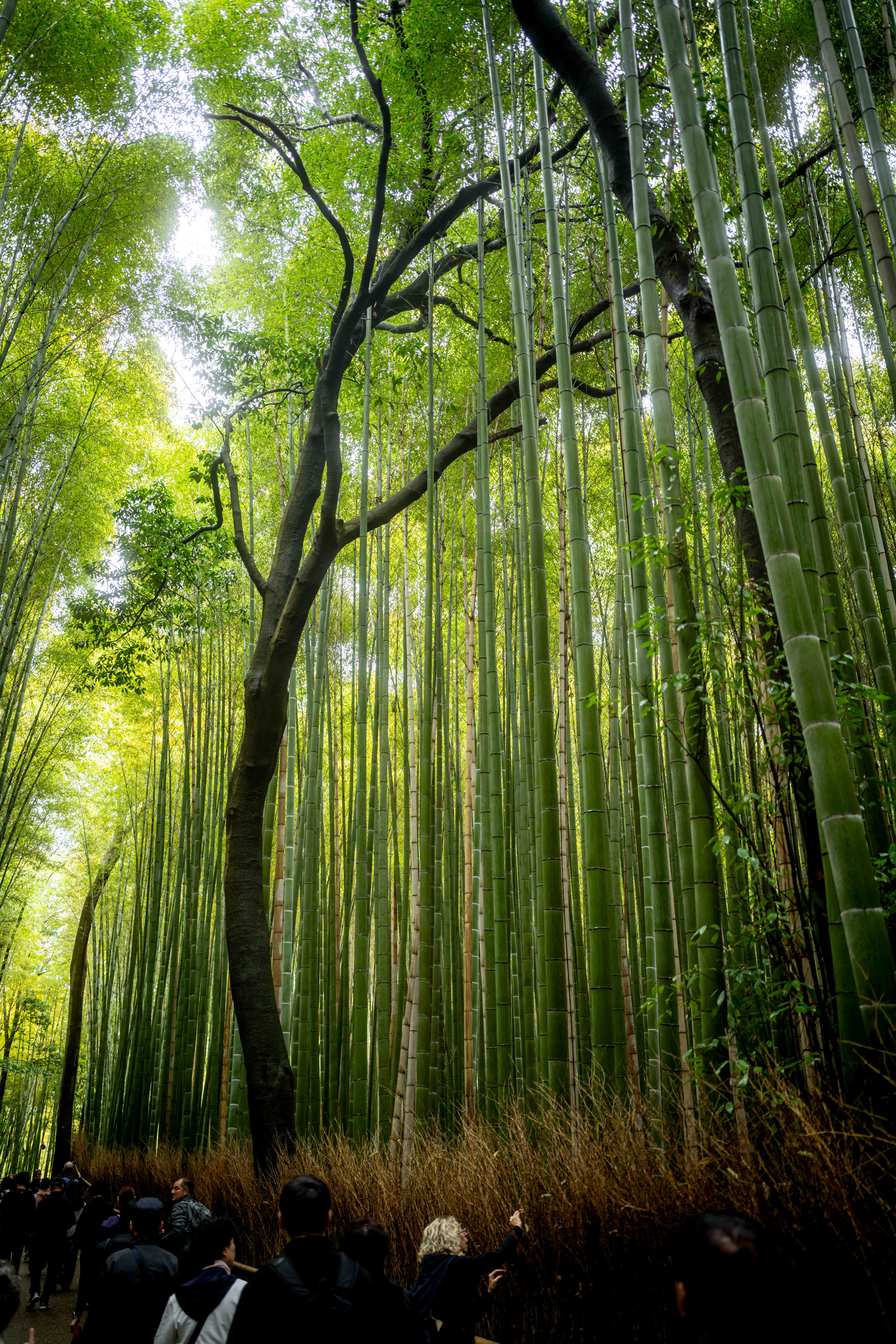 Photos from Tokyo and Kyoto, Japan, Spring 2026.