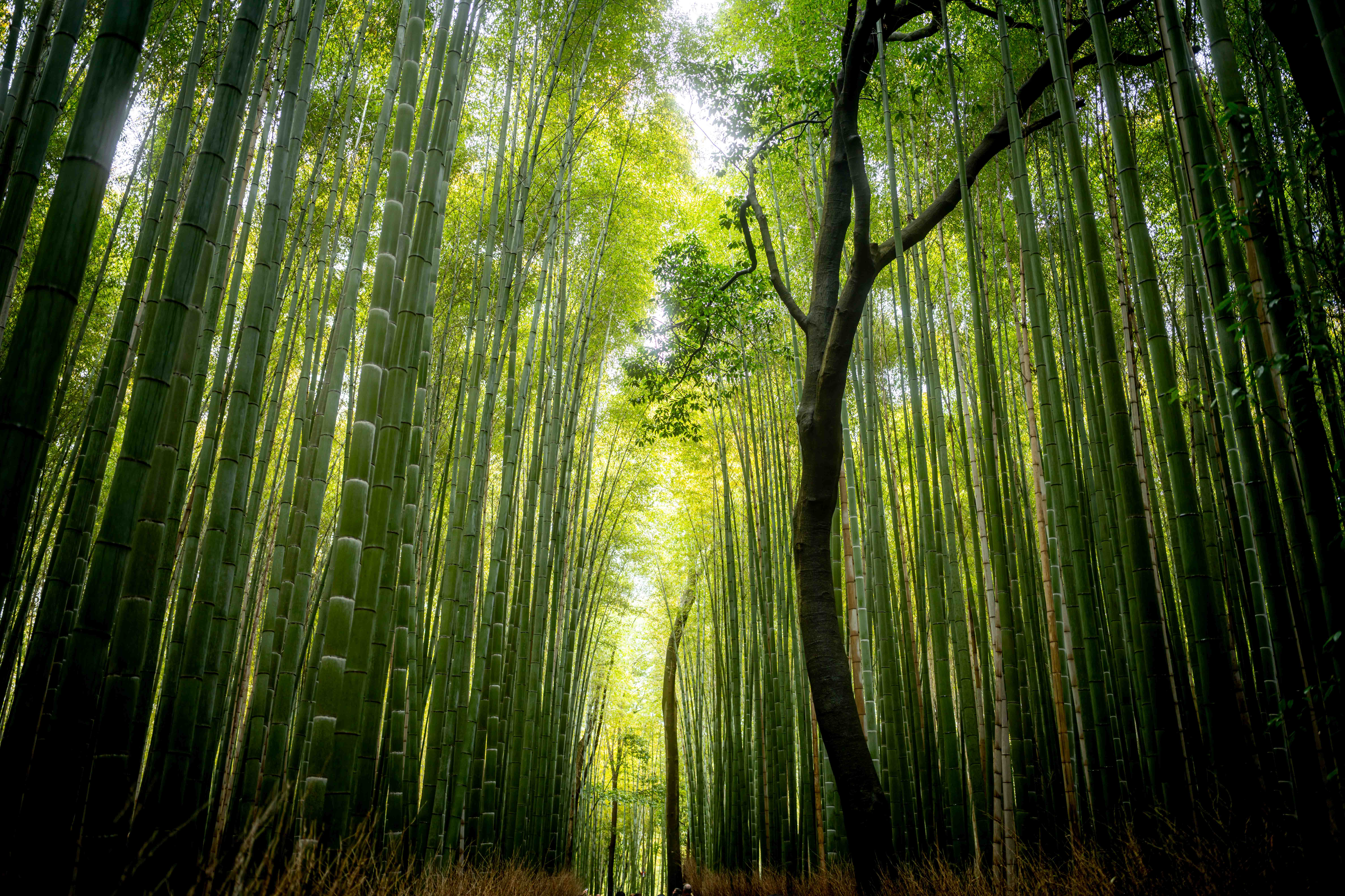 Photos from Tokyo and Kyoto, Japan, Spring 2026.