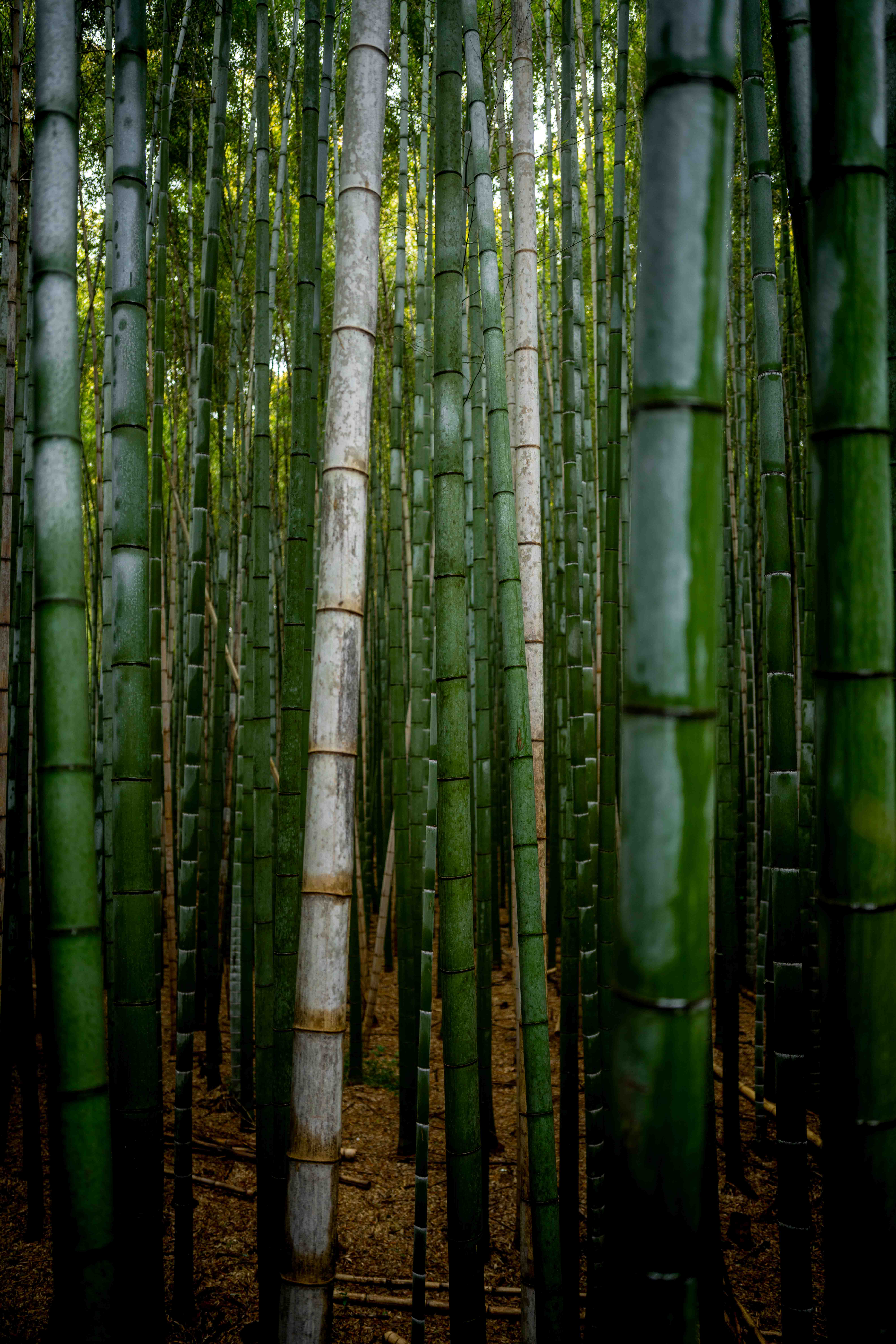 Photos from Tokyo and Kyoto, Japan, Spring 2026.