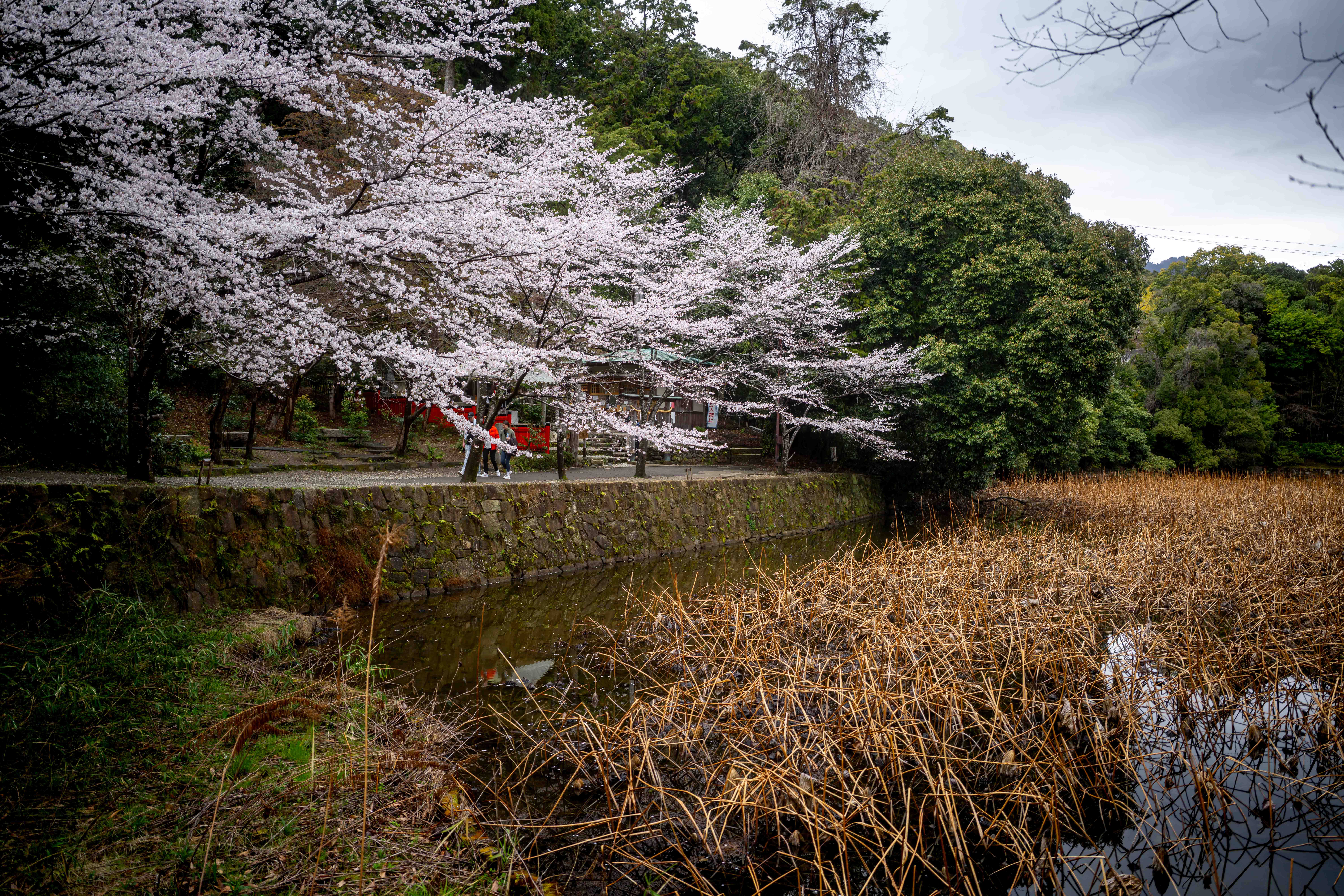 Photos from Tokyo and Kyoto, Japan, Spring 2026.