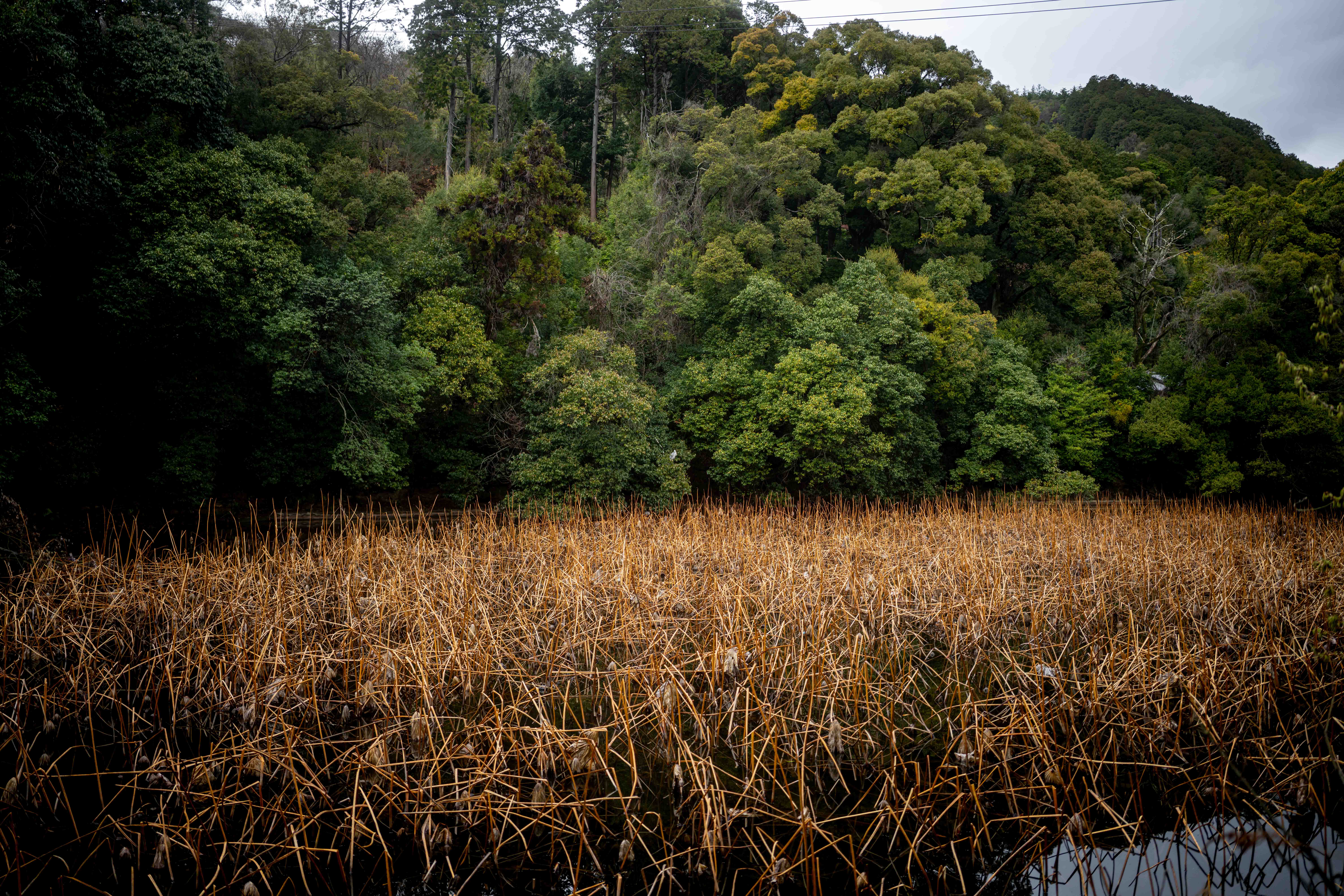 Photos from Tokyo and Kyoto, Japan, Spring 2026.