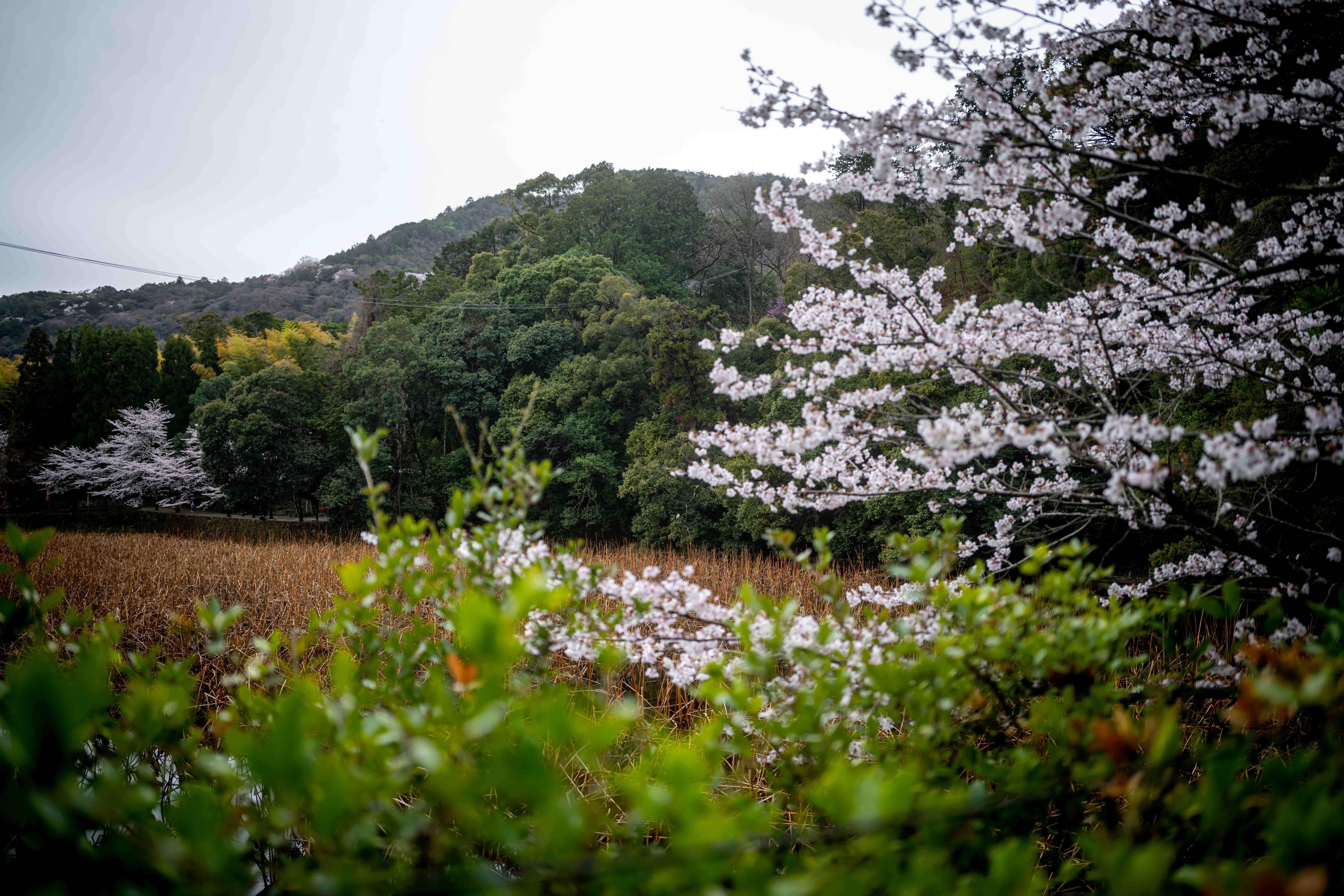 Photos from Tokyo and Kyoto, Japan, Spring 2026.