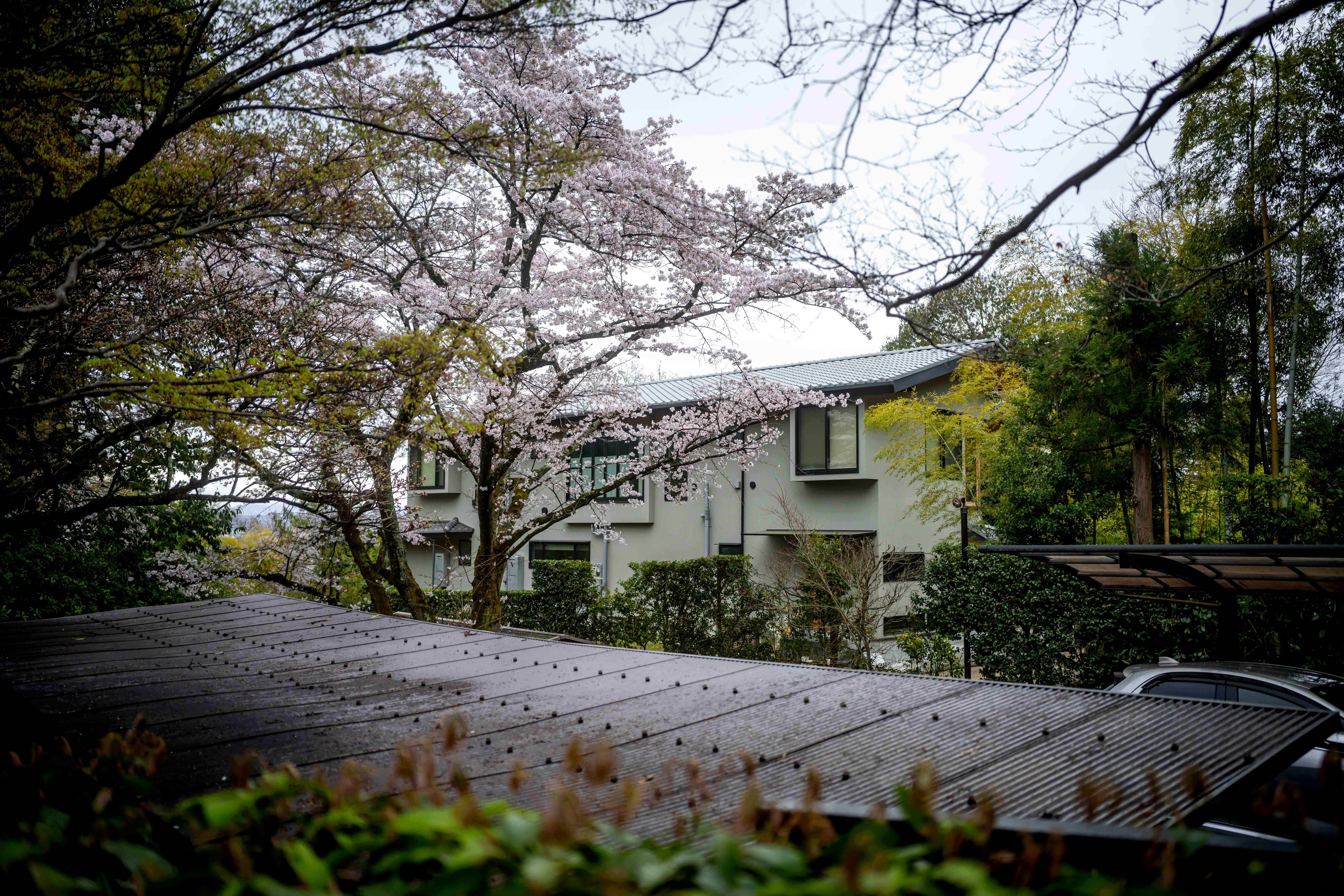 Photos from Tokyo and Kyoto, Japan, Spring 2026.