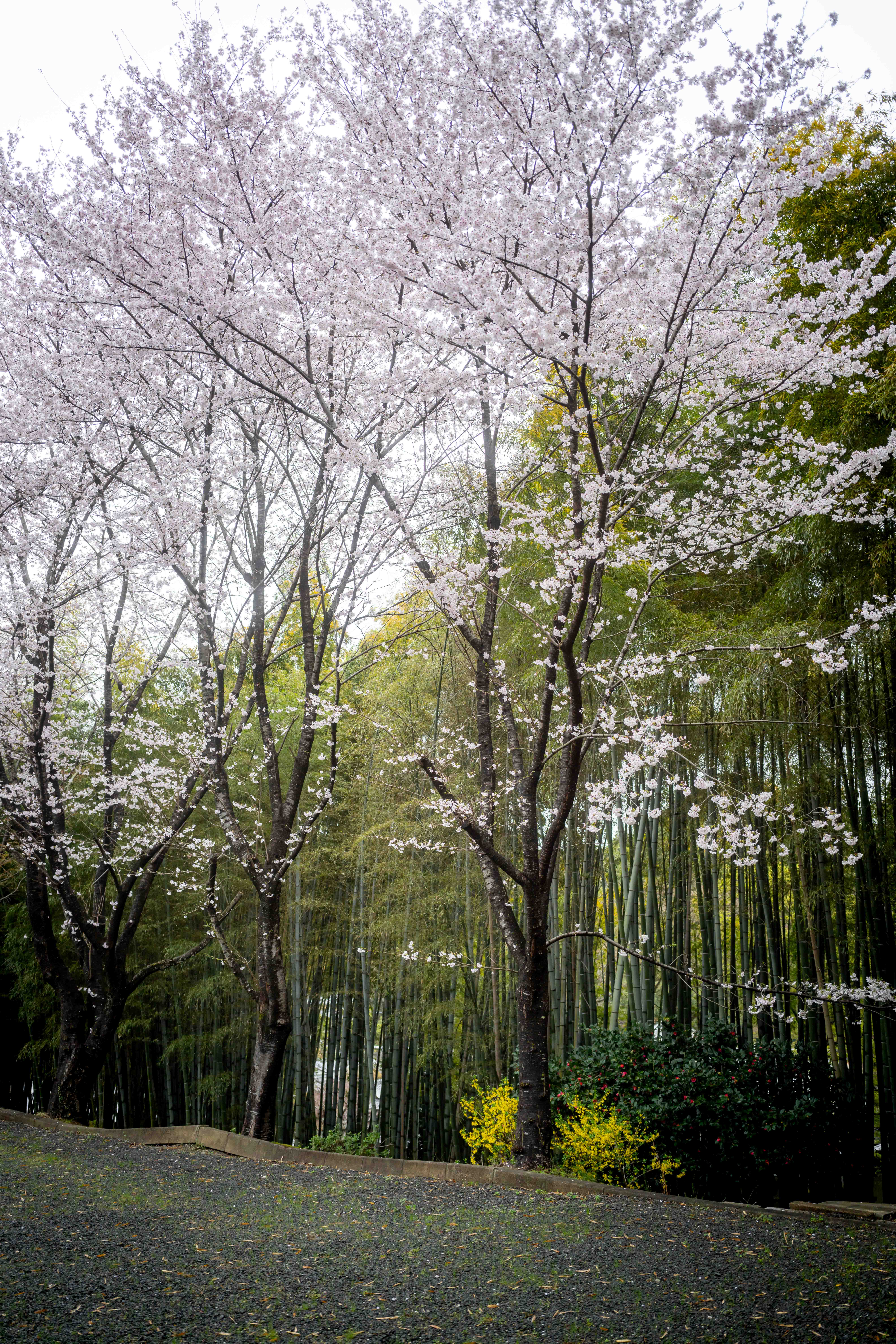 Photos from Tokyo and Kyoto, Japan, Spring 2026.
