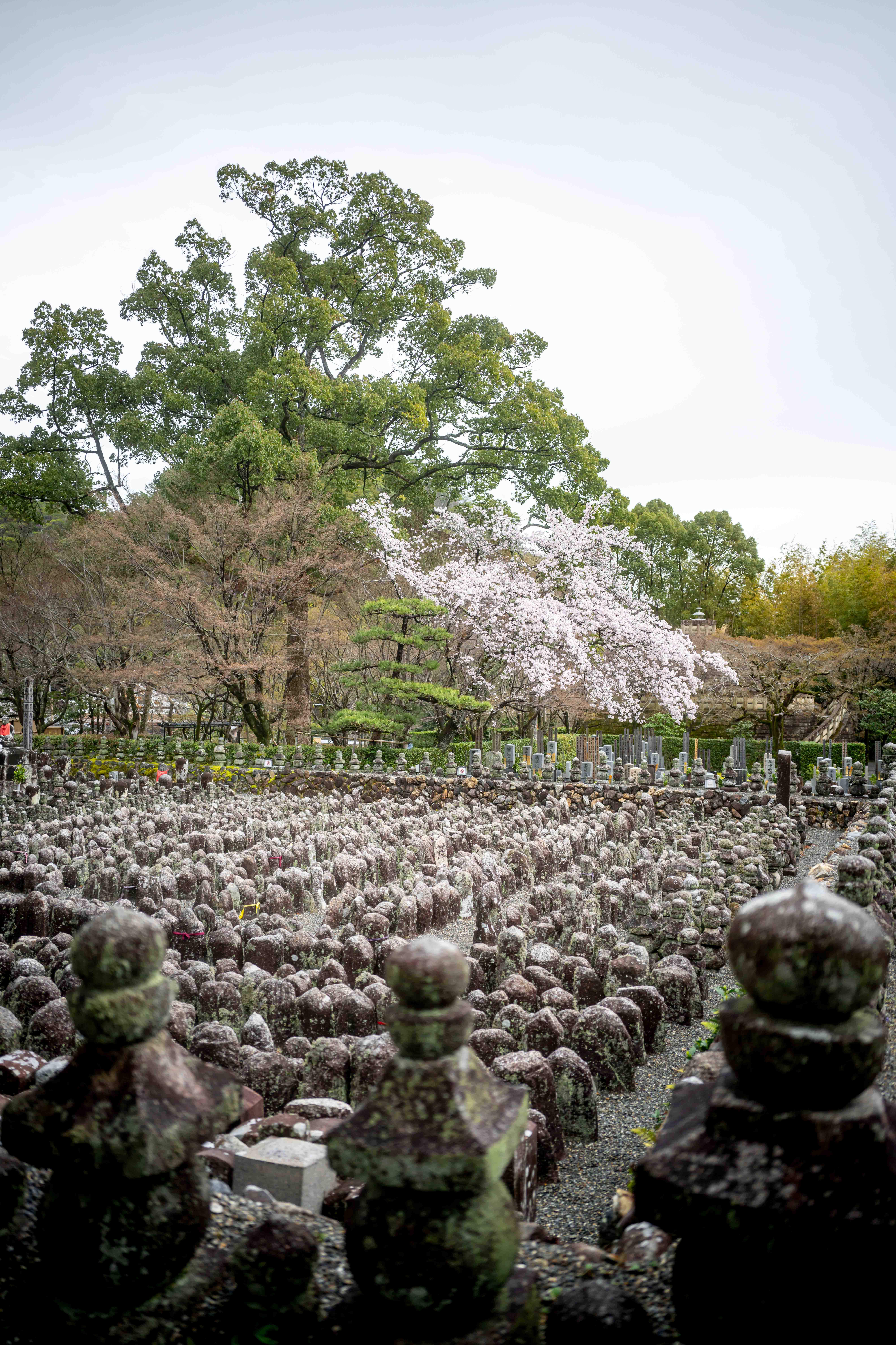 Photos from Tokyo and Kyoto, Japan, Spring 2026.