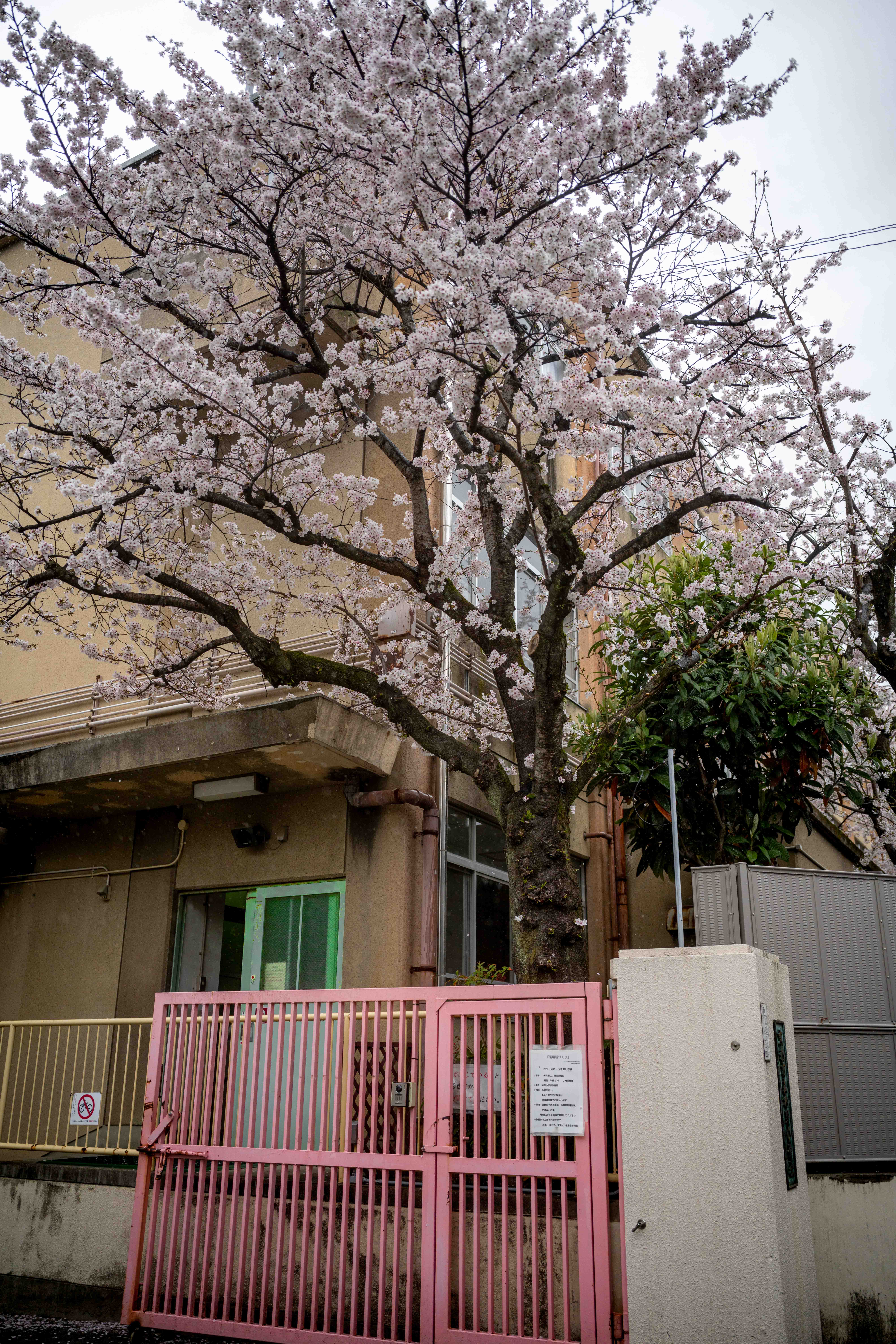 Photos from Tokyo and Kyoto, Japan, Spring 2026.