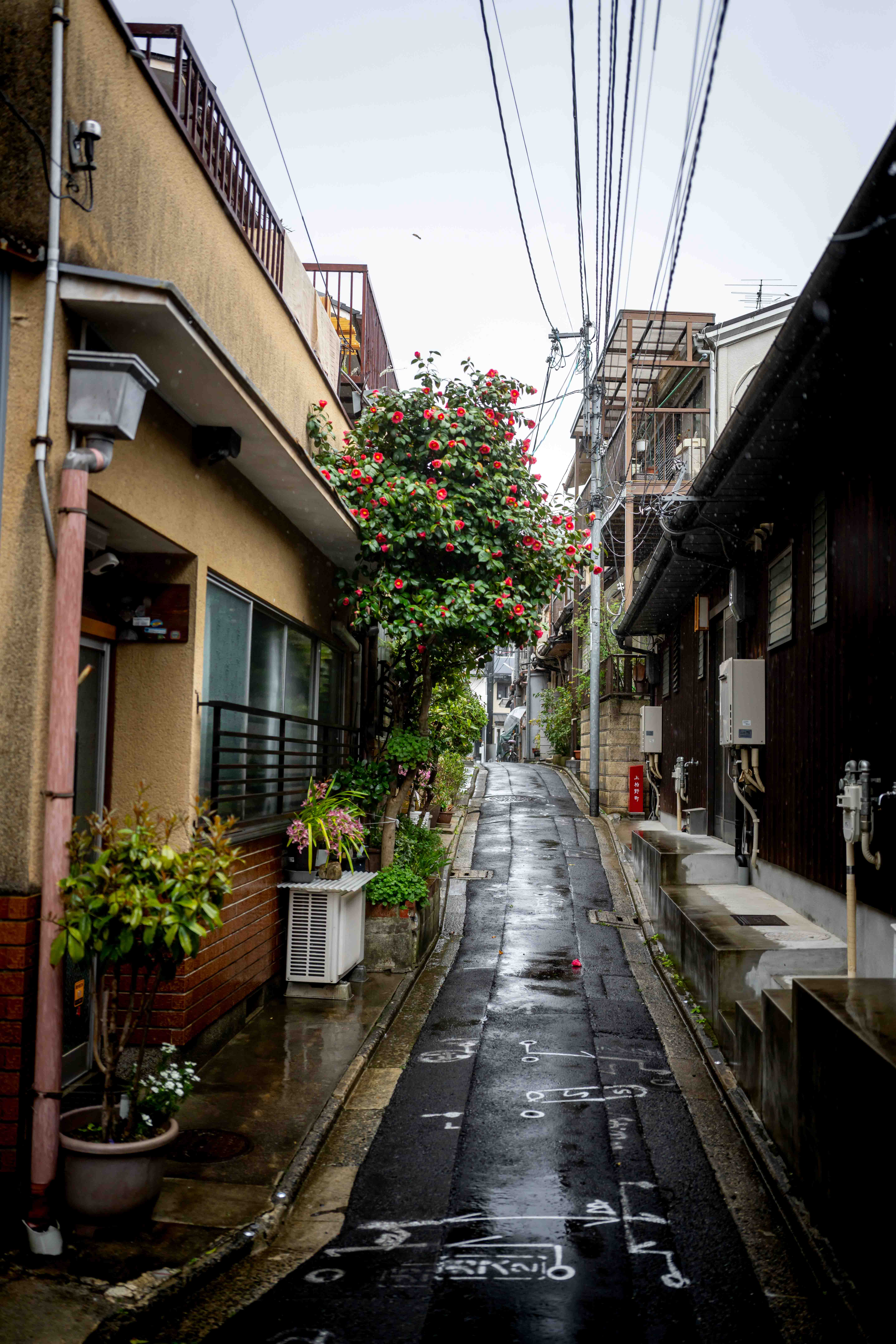 Photos from Tokyo and Kyoto, Japan, Spring 2026.