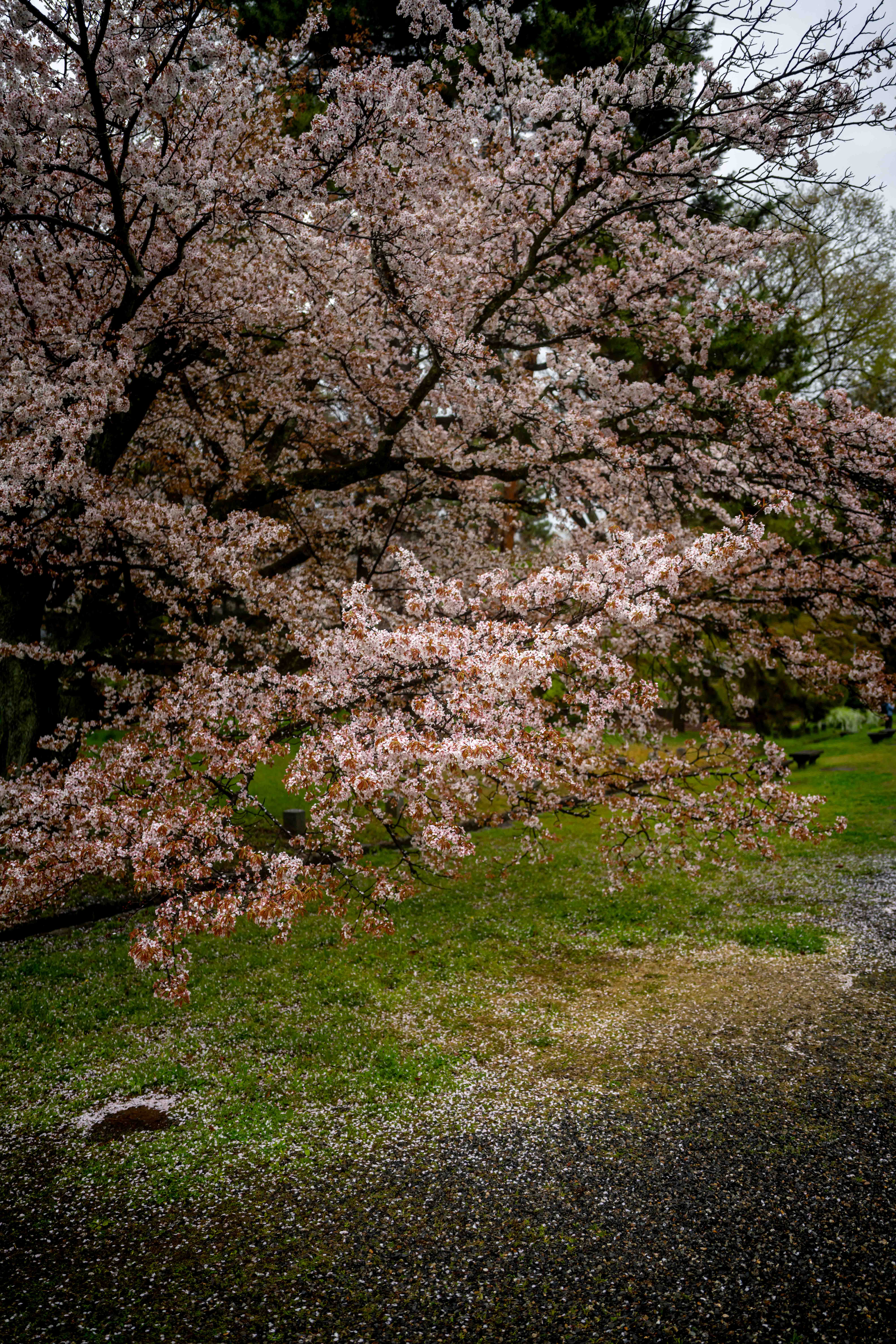 Photos from Tokyo and Kyoto, Japan, Spring 2026.